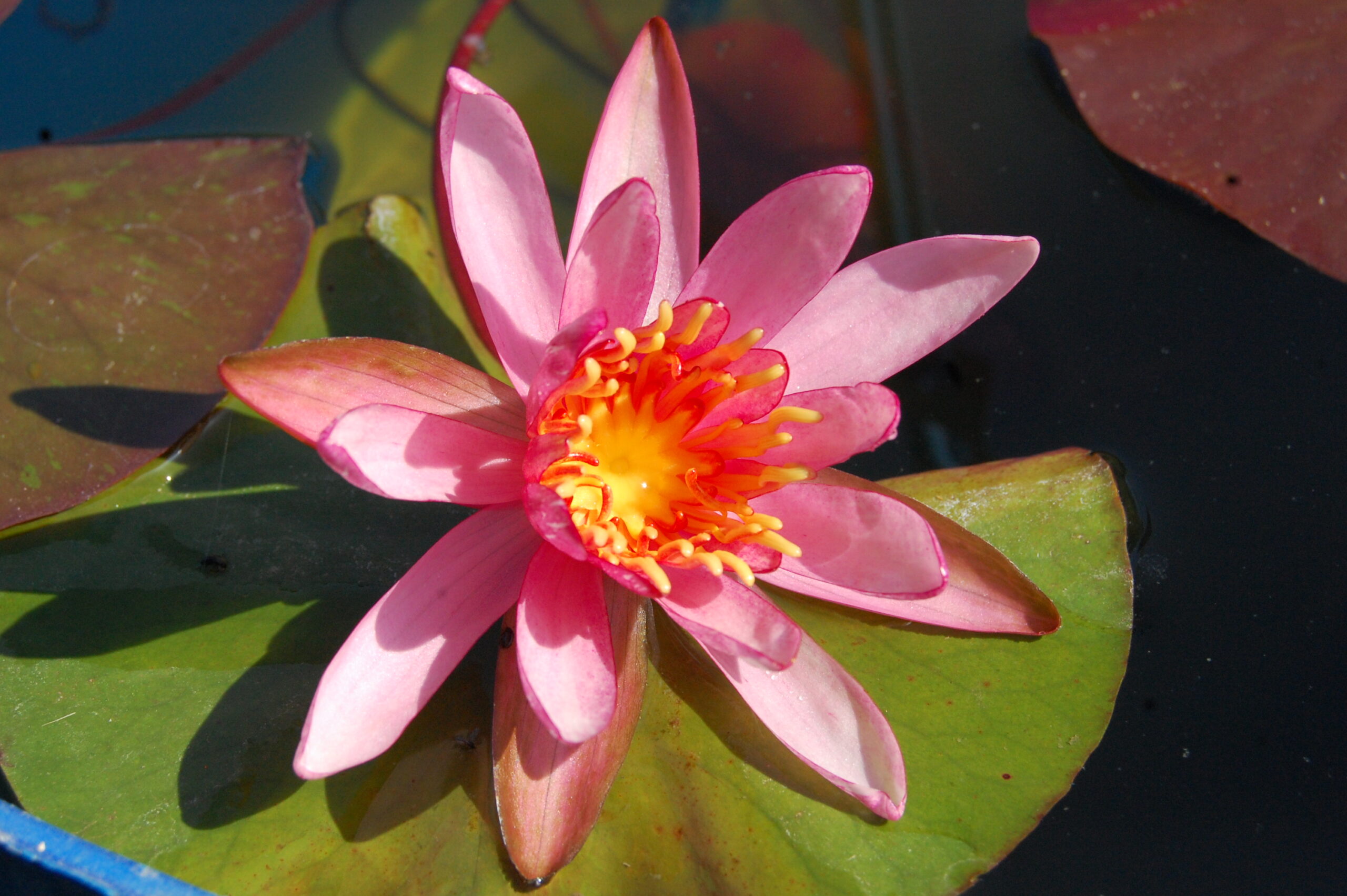 acheter nymphaea Pattern Ruby for sale buy on line (22)
