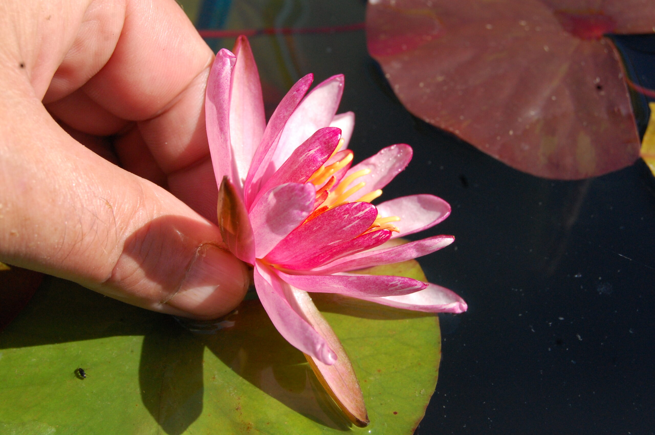 acheter nymphaea Pattern Ruby for sale buy on line (23)
