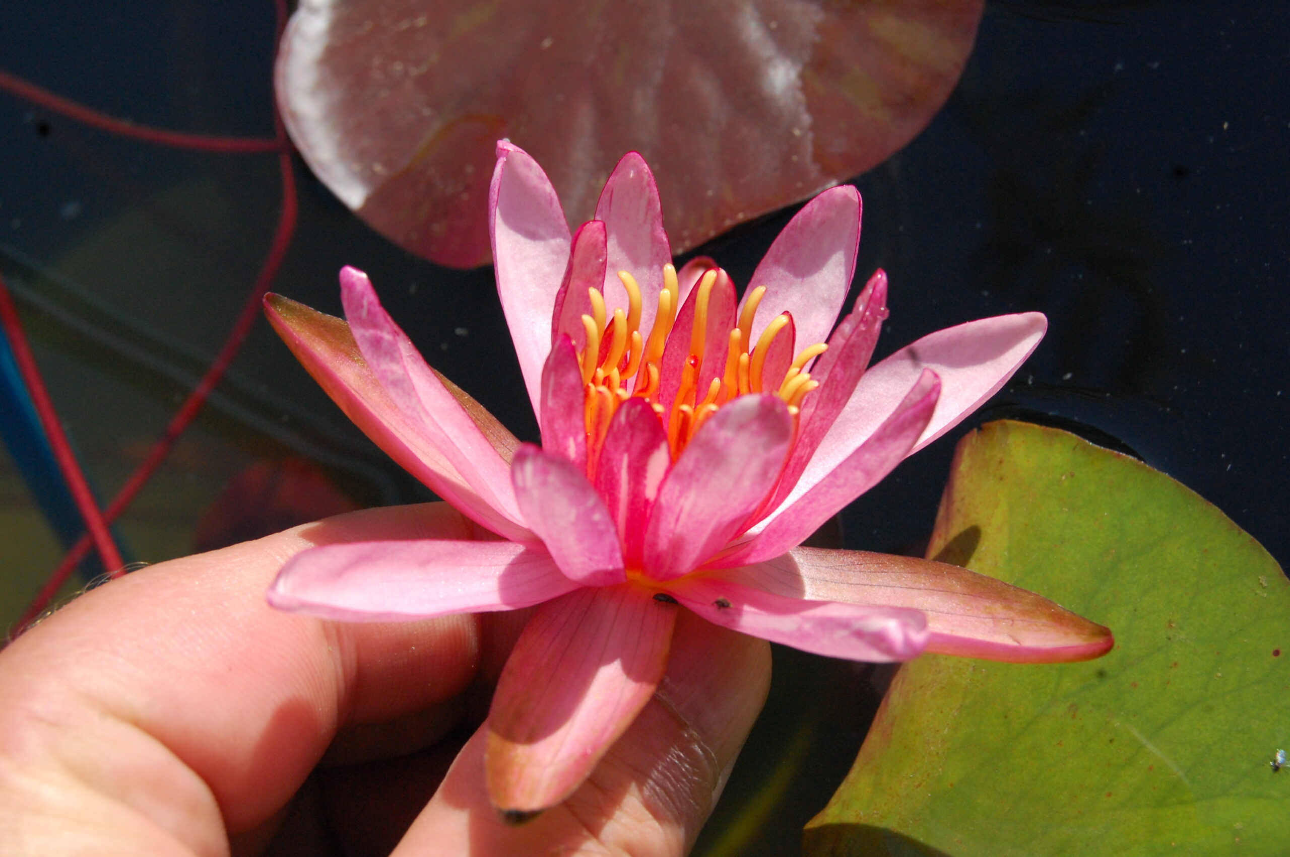 acheter nymphaea Pattern Ruby for sale buy on line (25)