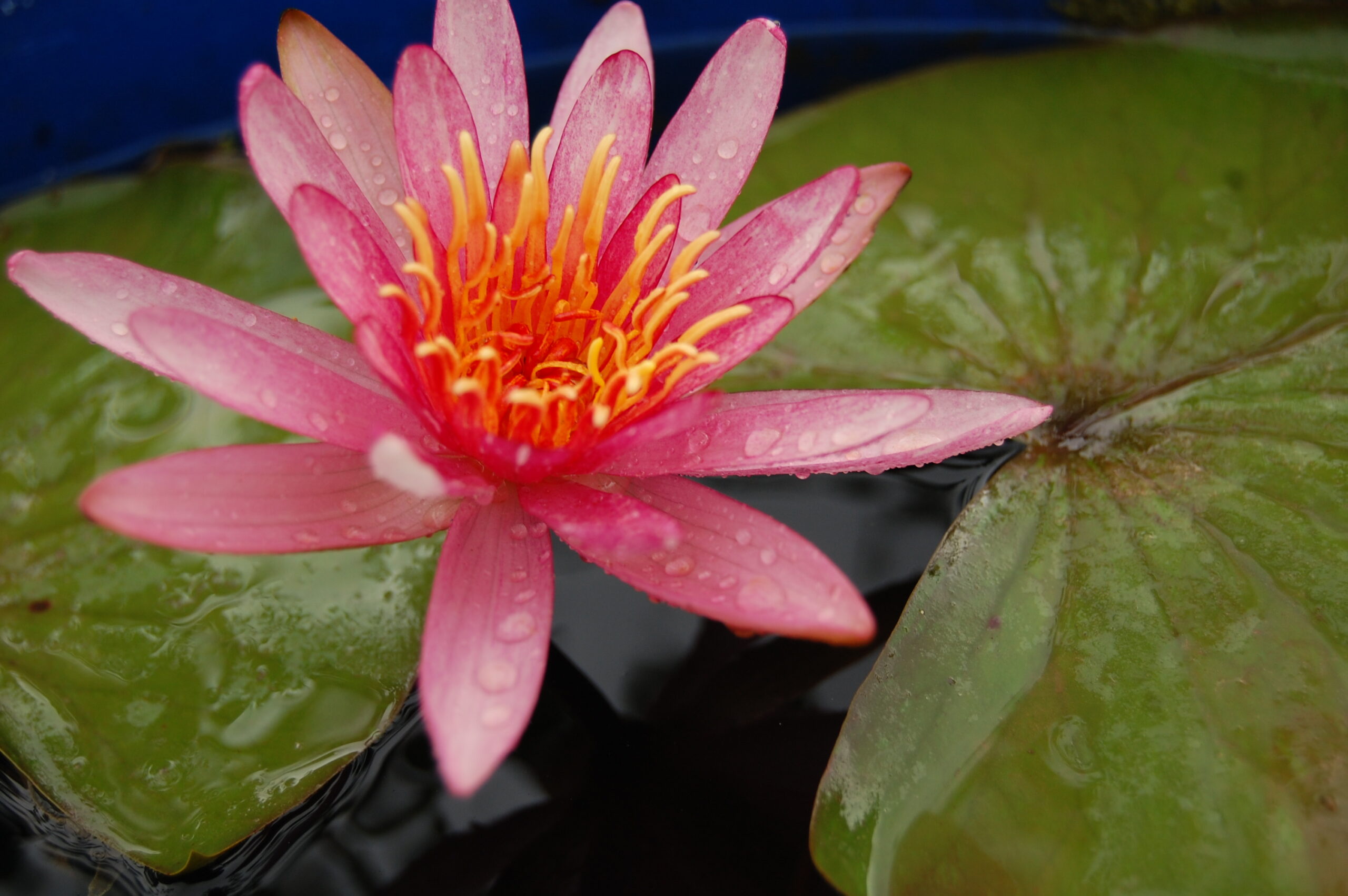 acheter nymphaea Pattern Ruby for sale buy on line (28)