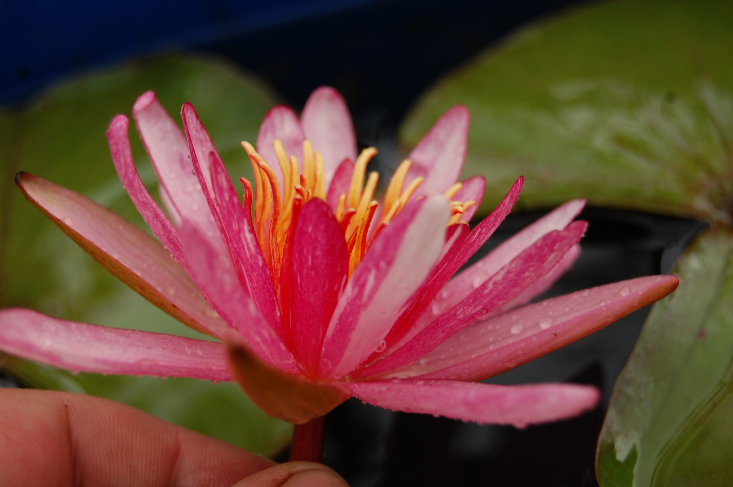 acheter nymphaea Pattern Ruby for sale buy on line (30)