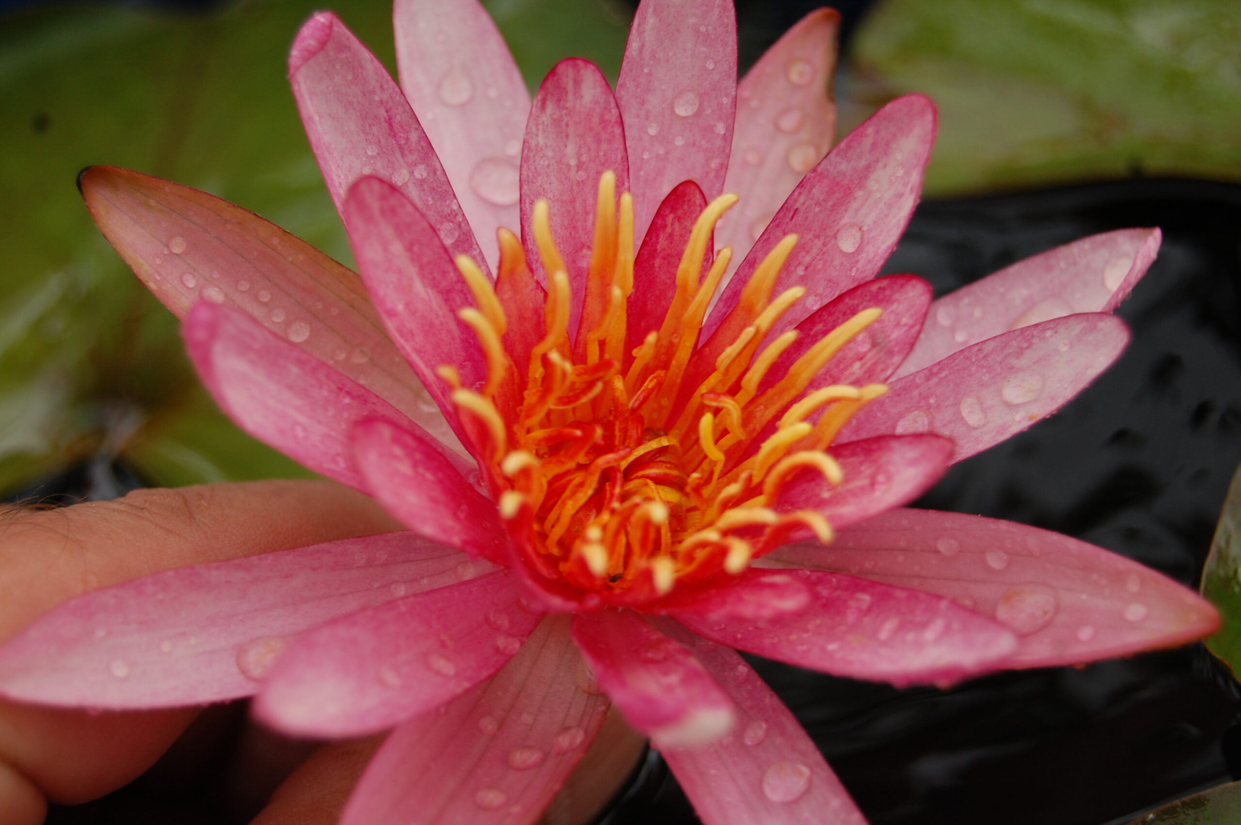 acheter nymphaea Pattern Ruby for sale buy on line (34)