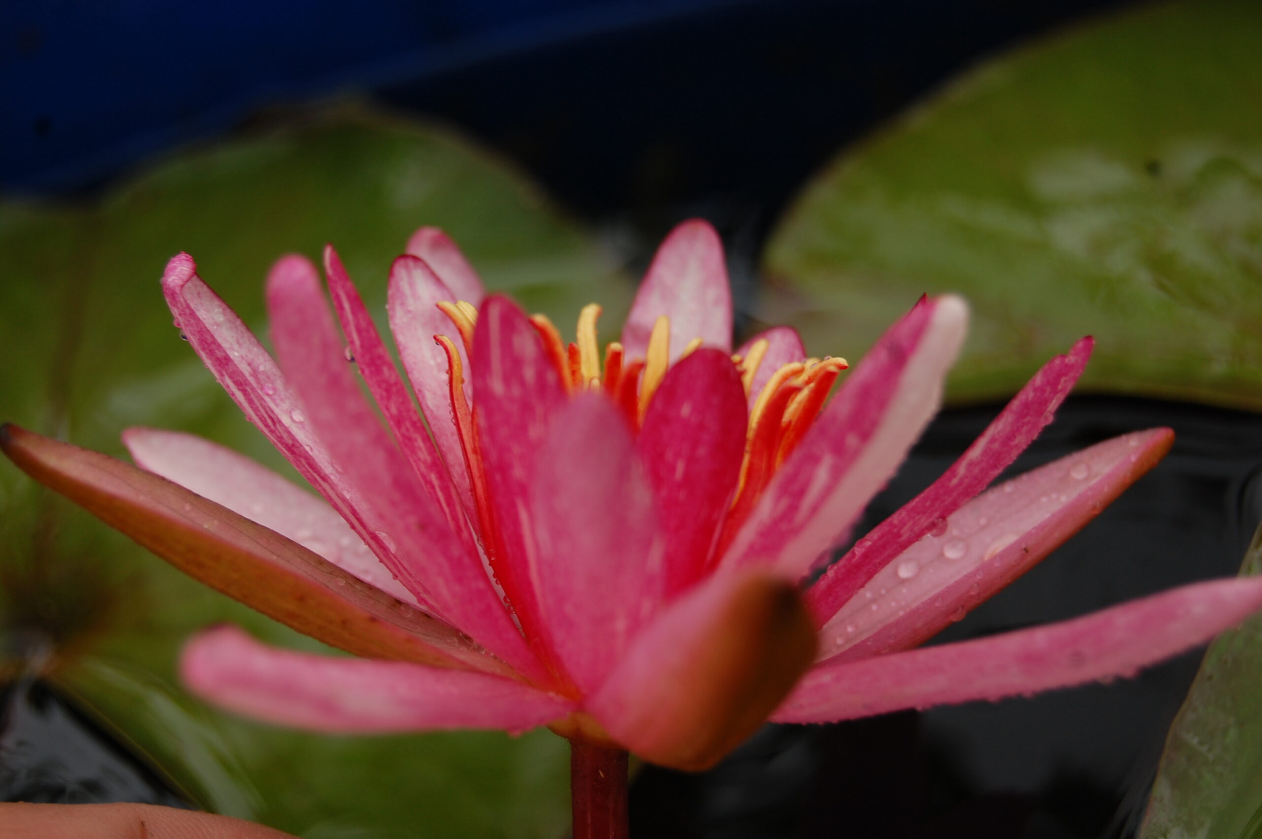 acheter nymphaea Pattern Ruby for sale buy on line (36)