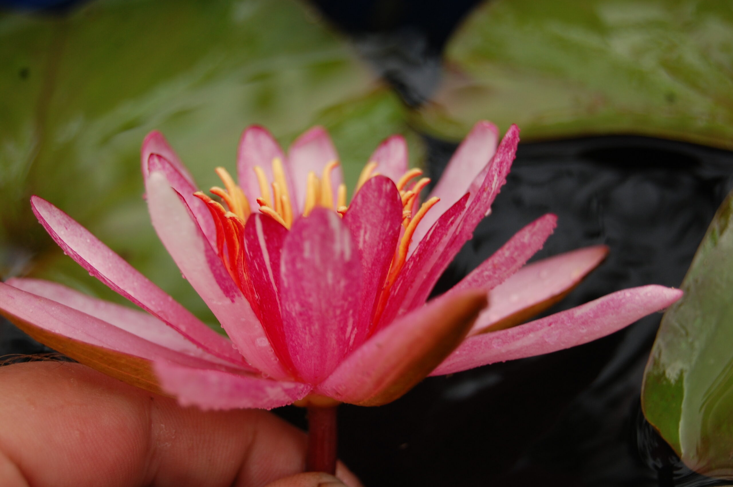 acheter nymphaea Pattern Ruby for sale buy on line (41)