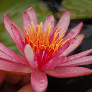acheter nymphaea Pattern Ruby for sale buy on line (43)