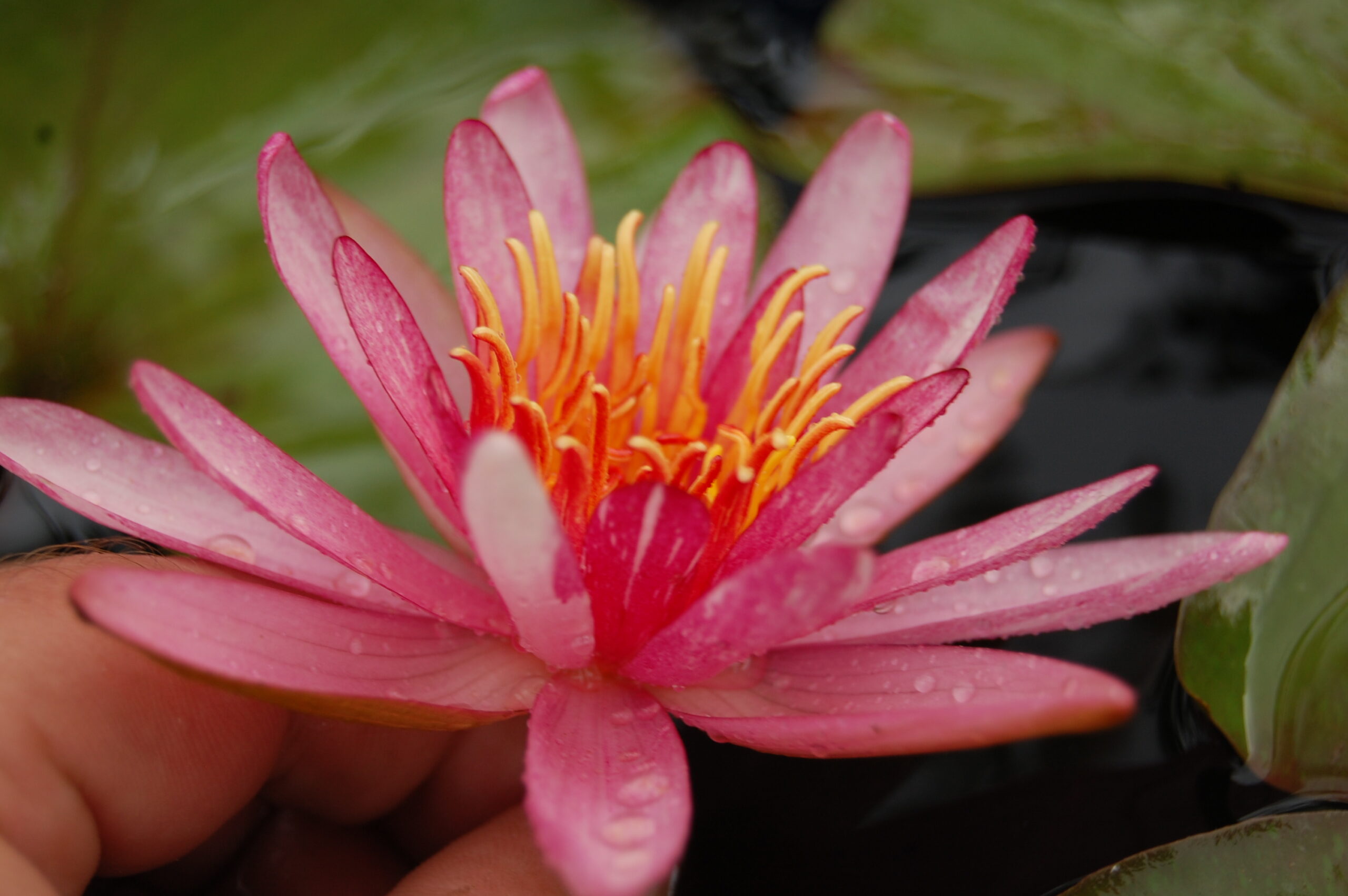 acheter nymphaea Pattern Ruby for sale buy on line (43)