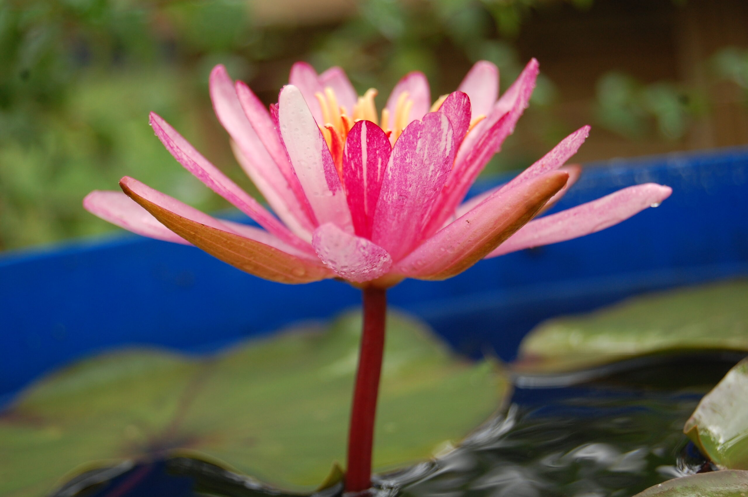 acheter nymphaea Pattern Ruby for sale buy on line (44)