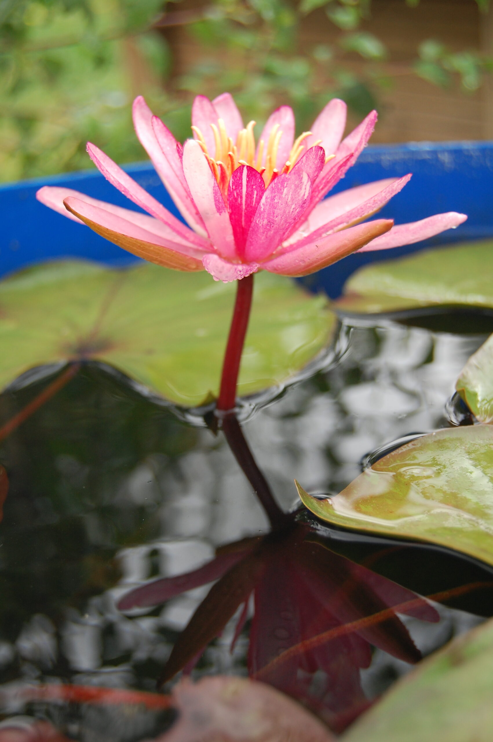 acheter nymphaea Pattern Ruby for sale buy on line (45)