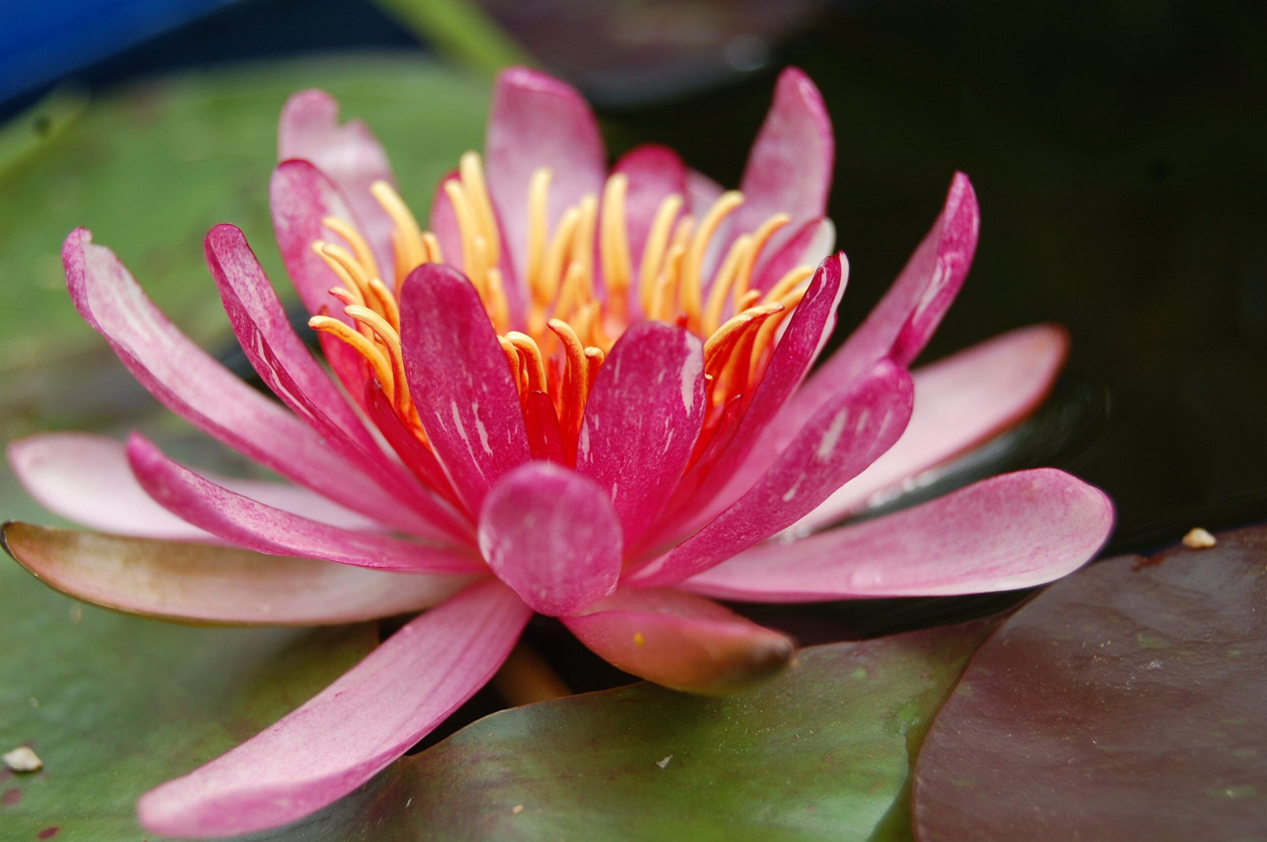 acheter nymphaea Pattern Ruby for sale buy on line (48)