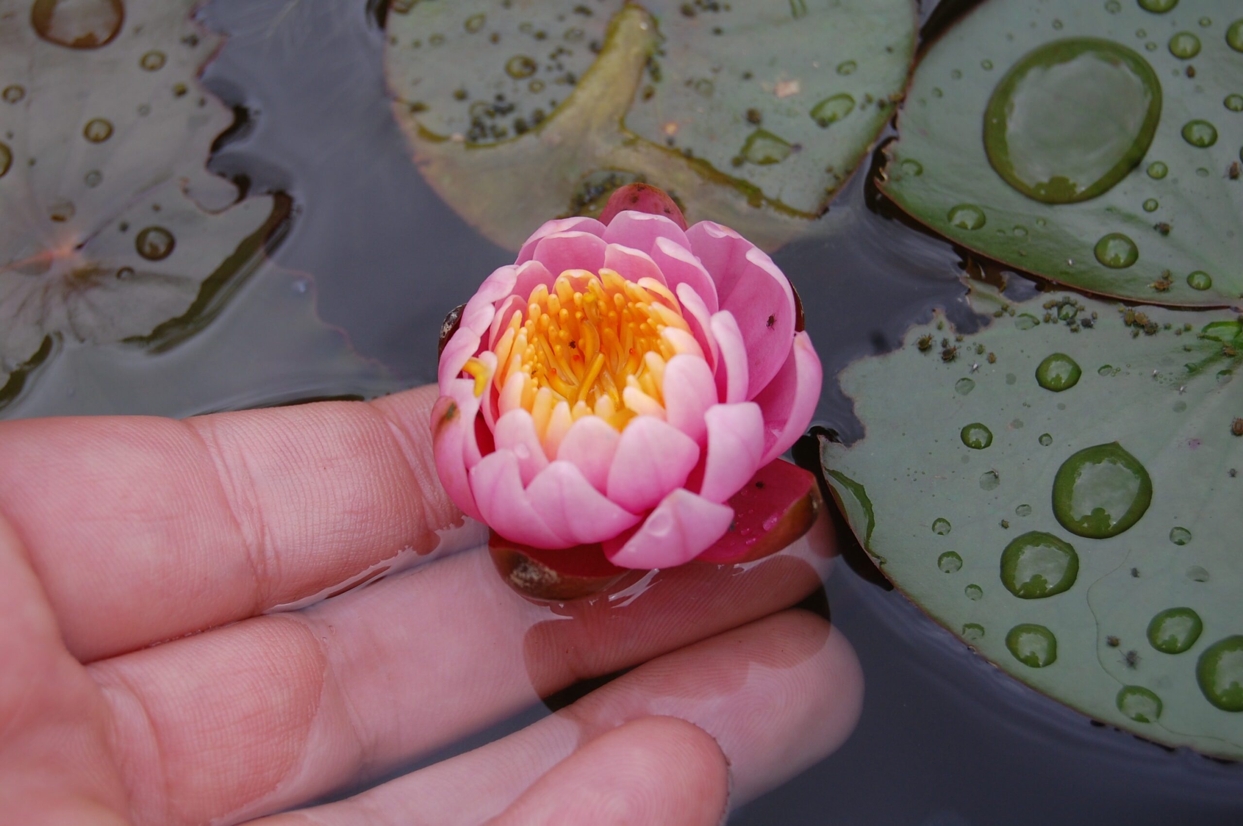acheter nymphaea Pépette for sale buy on line (10)
