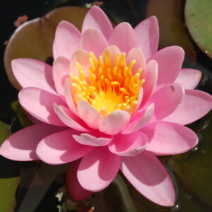 acheter nymphaea Pépette for sale buy on line (100)