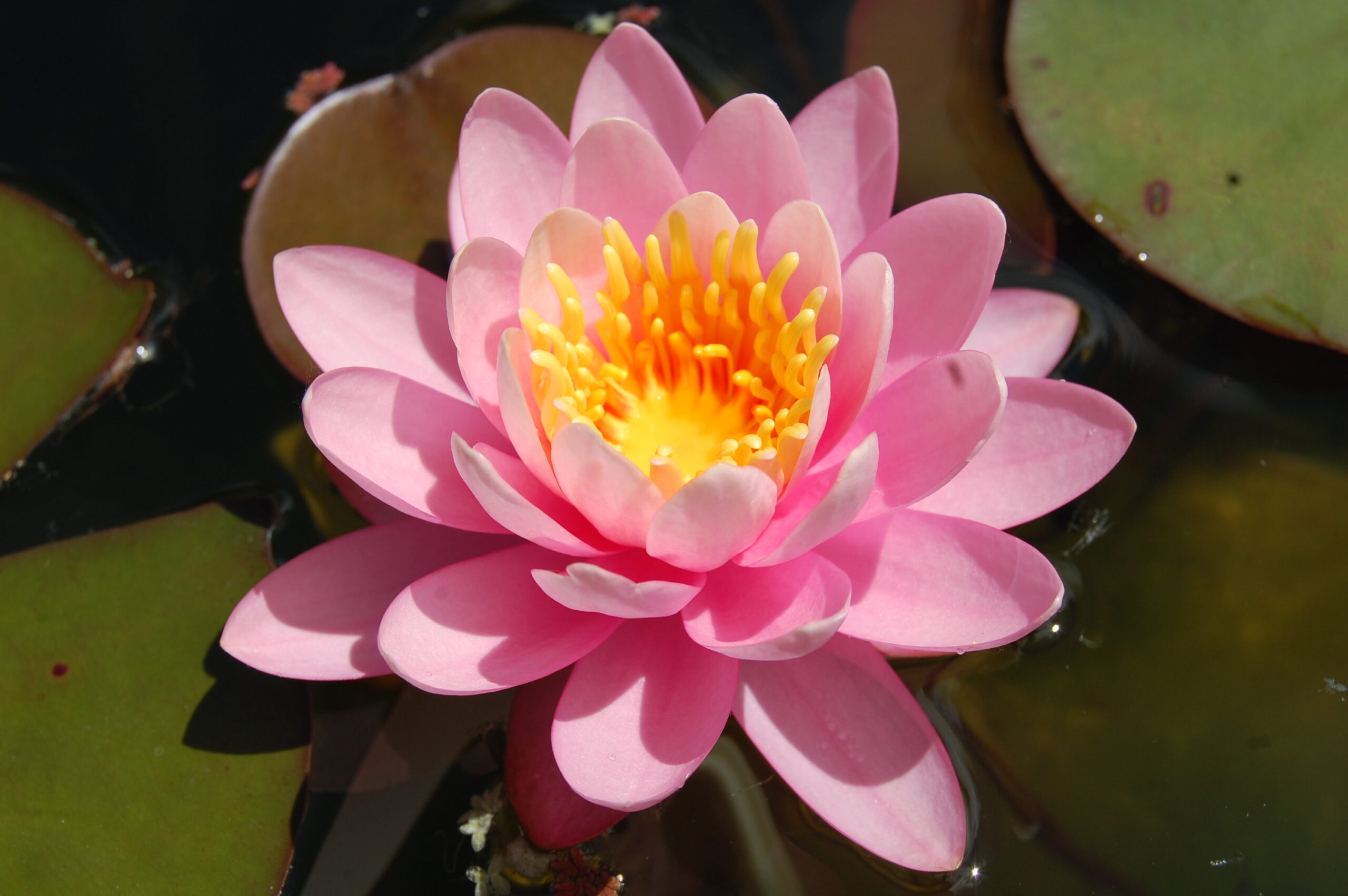 acheter nymphaea Pépette for sale buy on line (100)