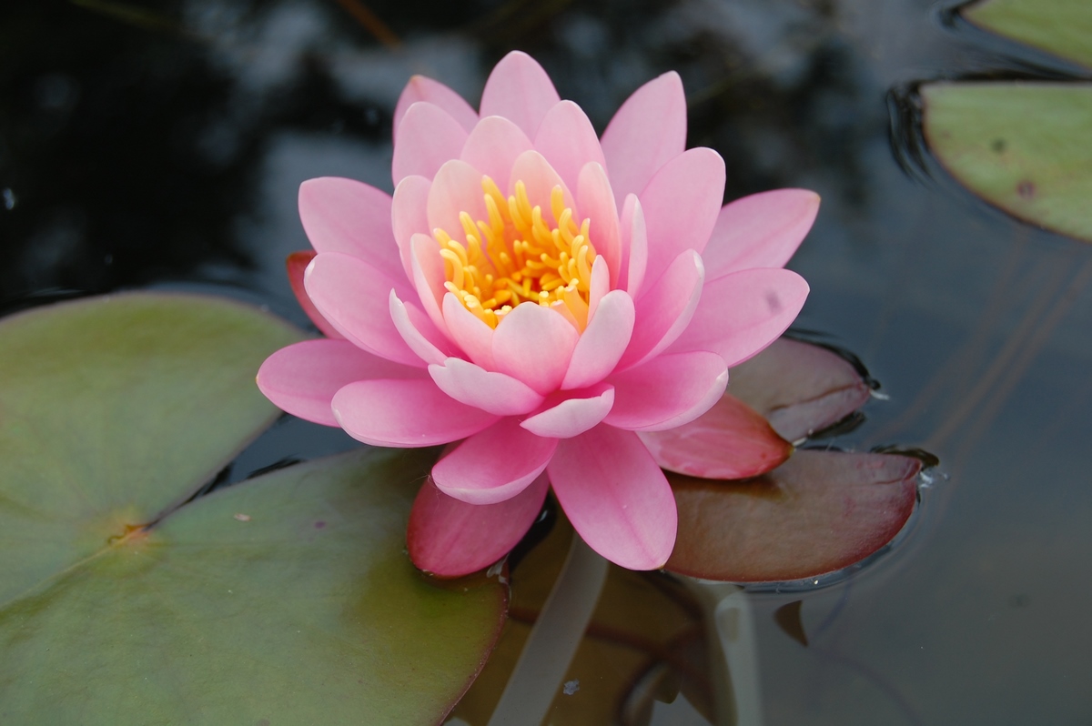 acheter nymphaea Pépette for sale buy on line (101)