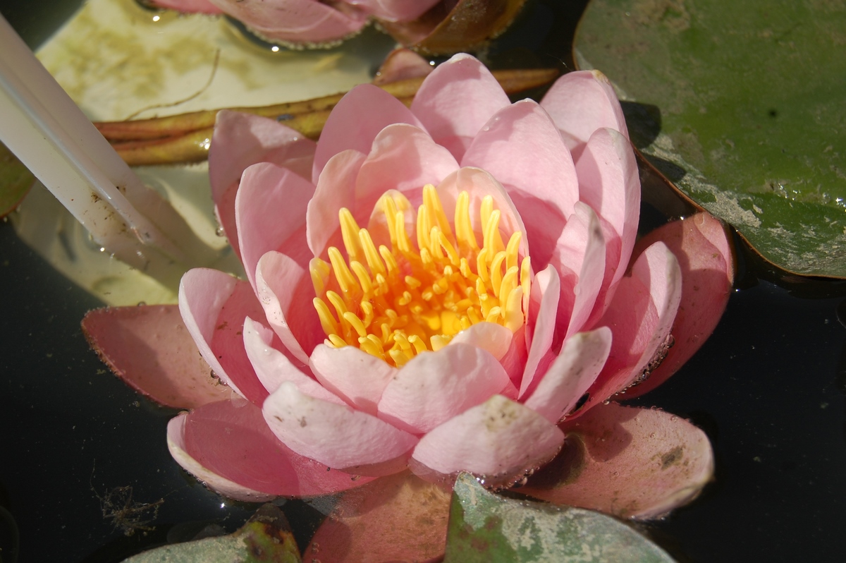 acheter nymphaea Pépette for sale buy on line (103)