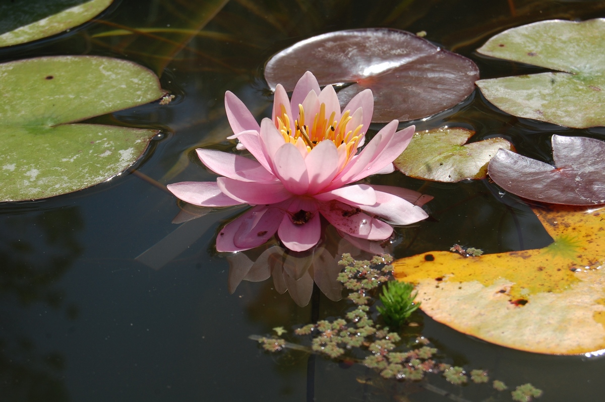 acheter nymphaea Pépette for sale buy on line (105)