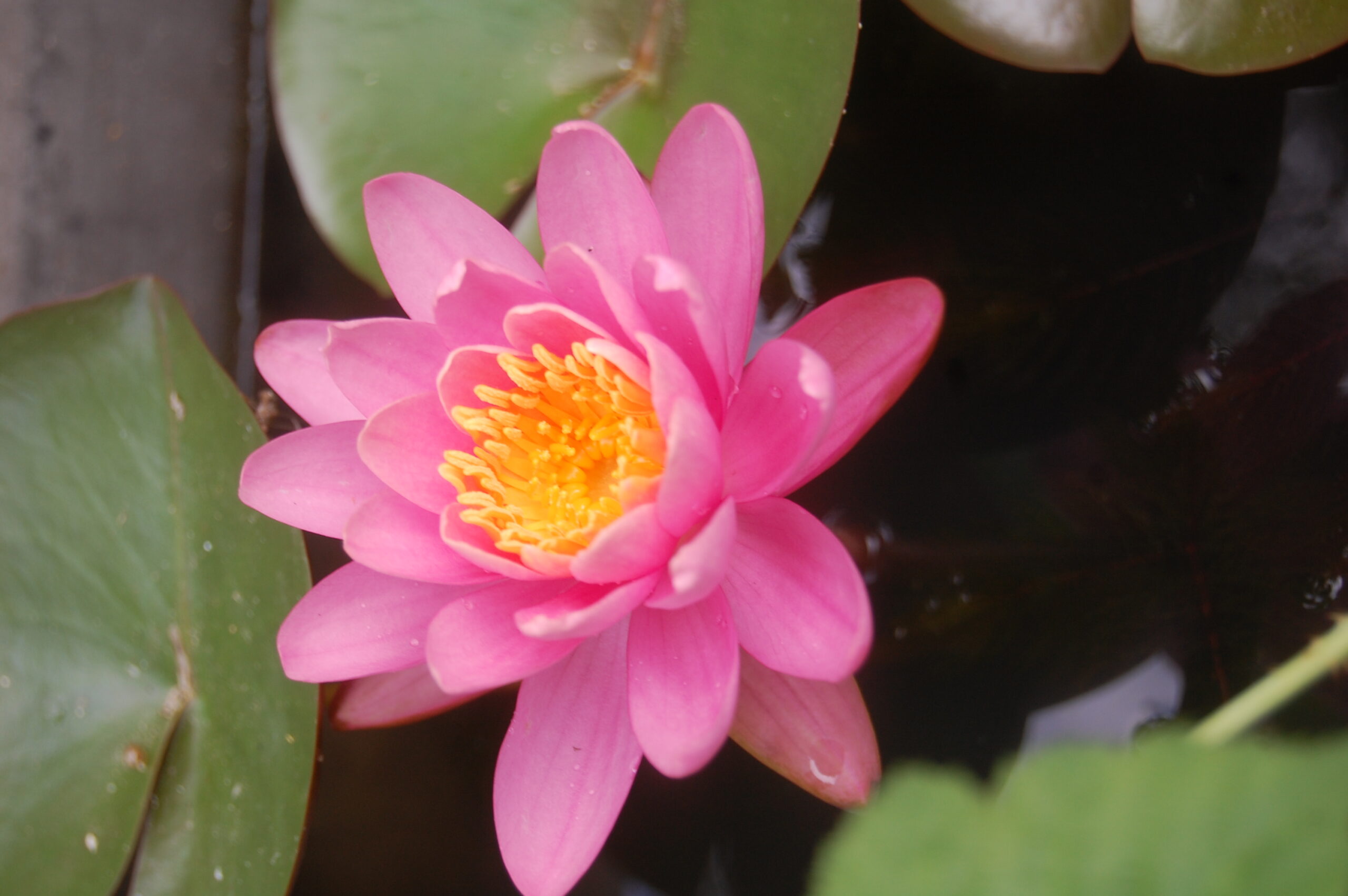 acheter nymphaea Pépette for sale buy on line (2)