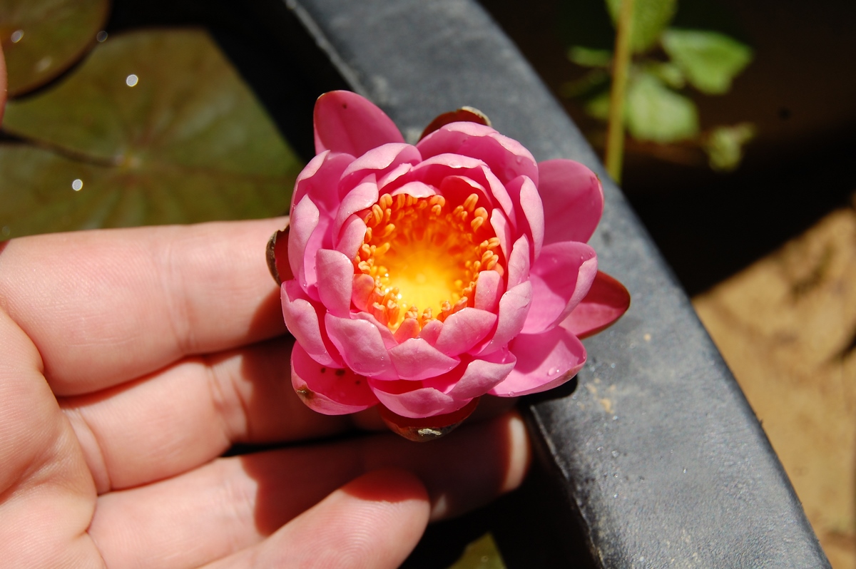 acheter nymphaea Pépette for sale buy on line (47)