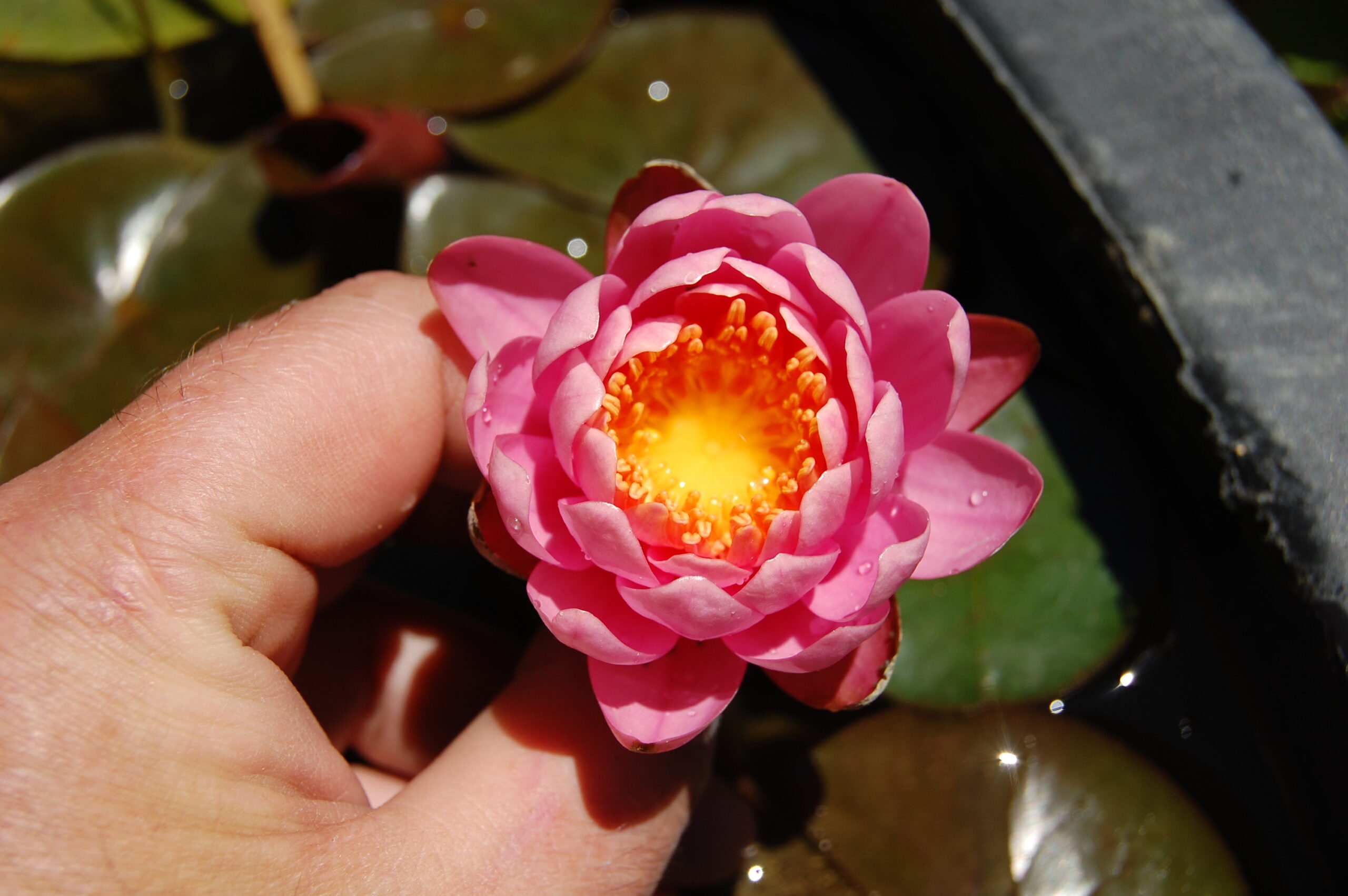 acheter nymphaea Pépette for sale buy on line (52)