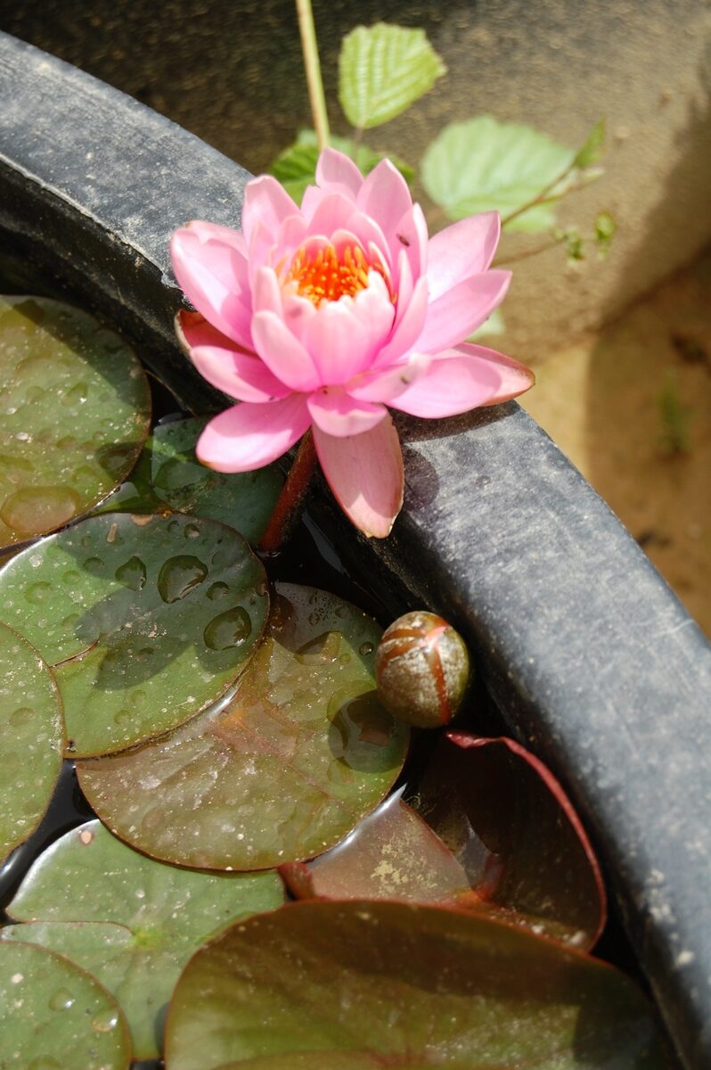 acheter nymphaea Pépette for sale buy on line (61)