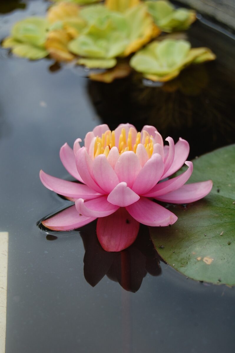 acheter nymphaea Pépette for sale buy on line (75)