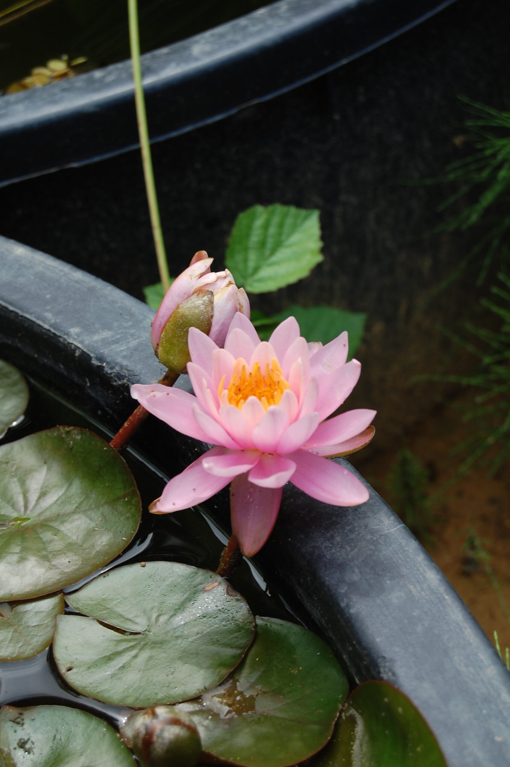 acheter nymphaea Pépette for sale buy on line (80)