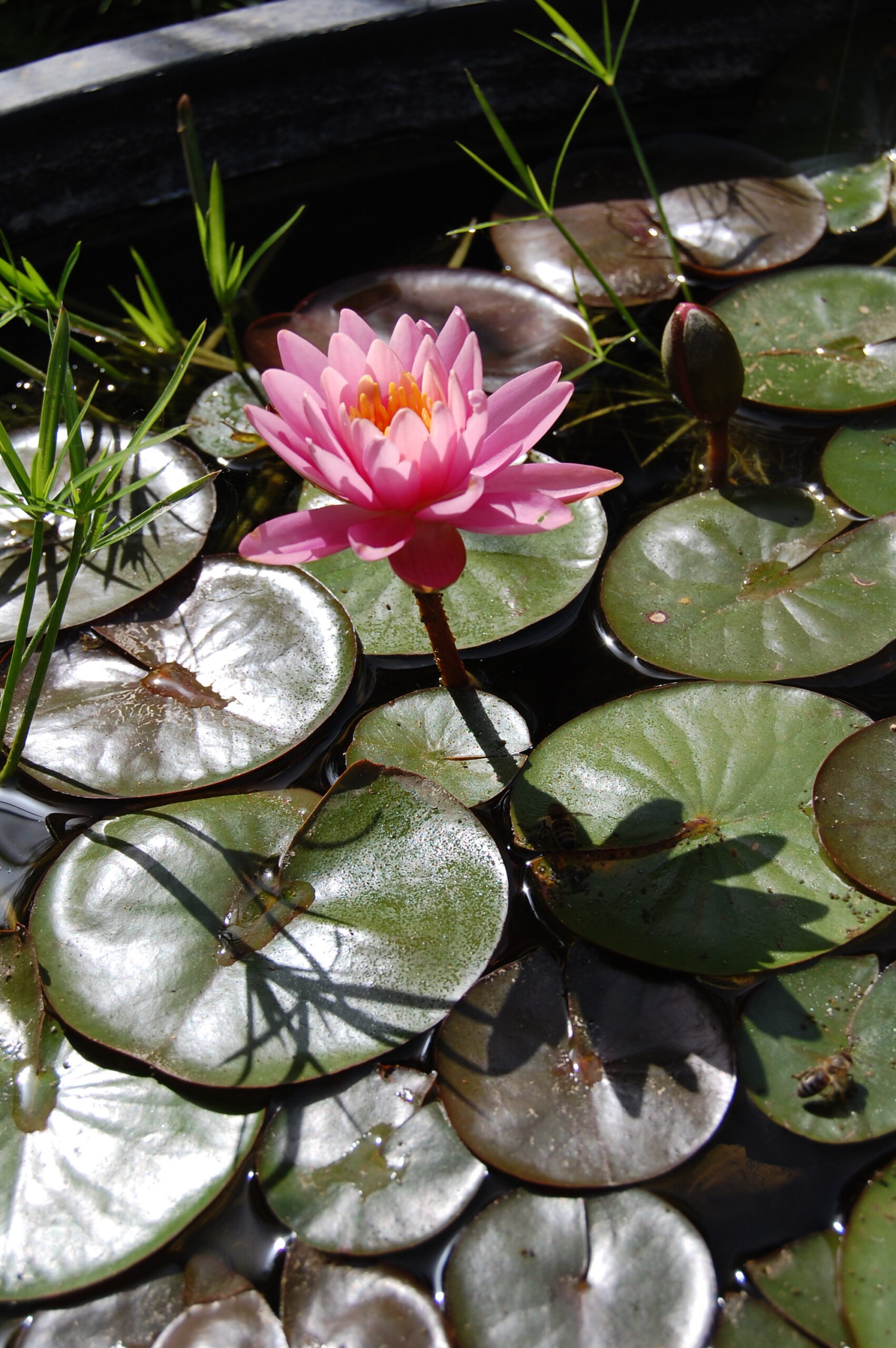 acheter nymphaea Pépette for sale buy on line (82)