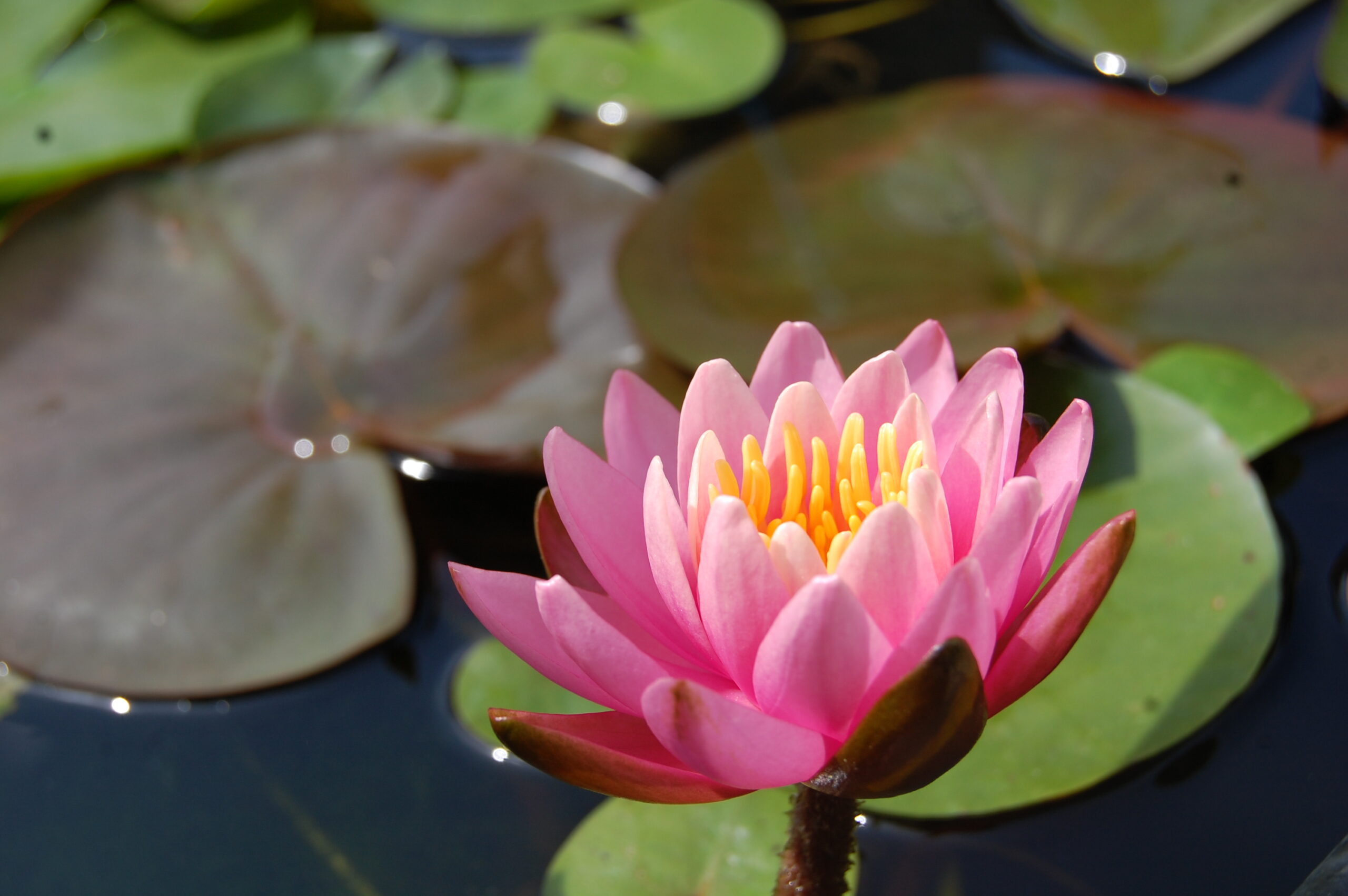 acheter nymphaea Pépette for sale buy on line (90)