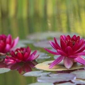 acheter nymphaea Perry's Baby Red for sale buy on line (2)