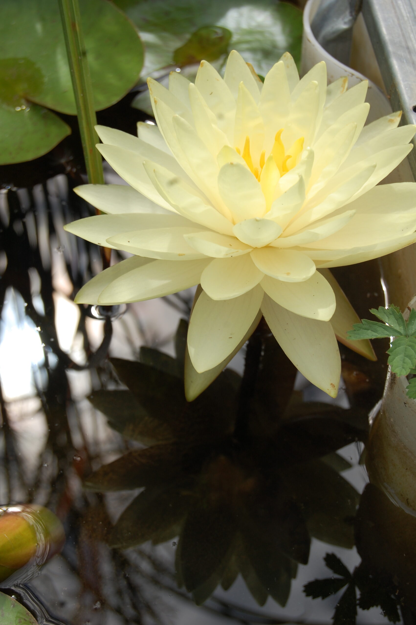 acheter nymphaea Perry's Double Yellow for sale buy on line (11)