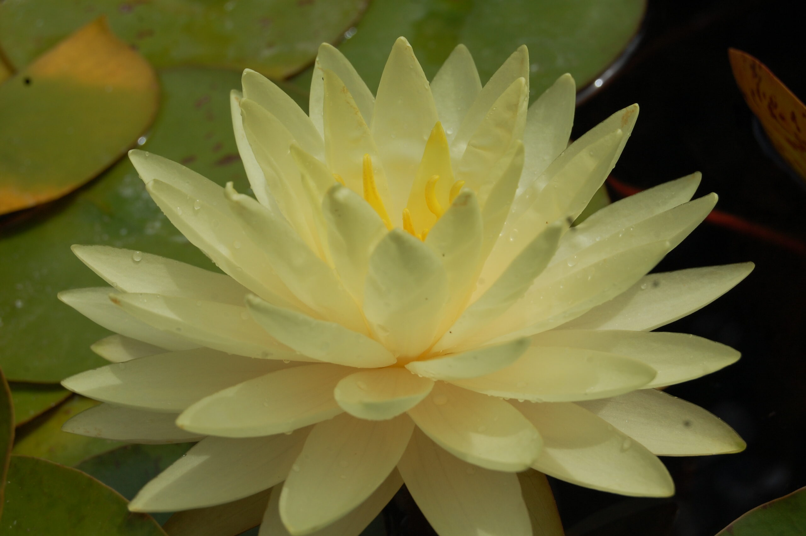 acheter nymphaea Perry's Double Yellow for sale buy on line (12)