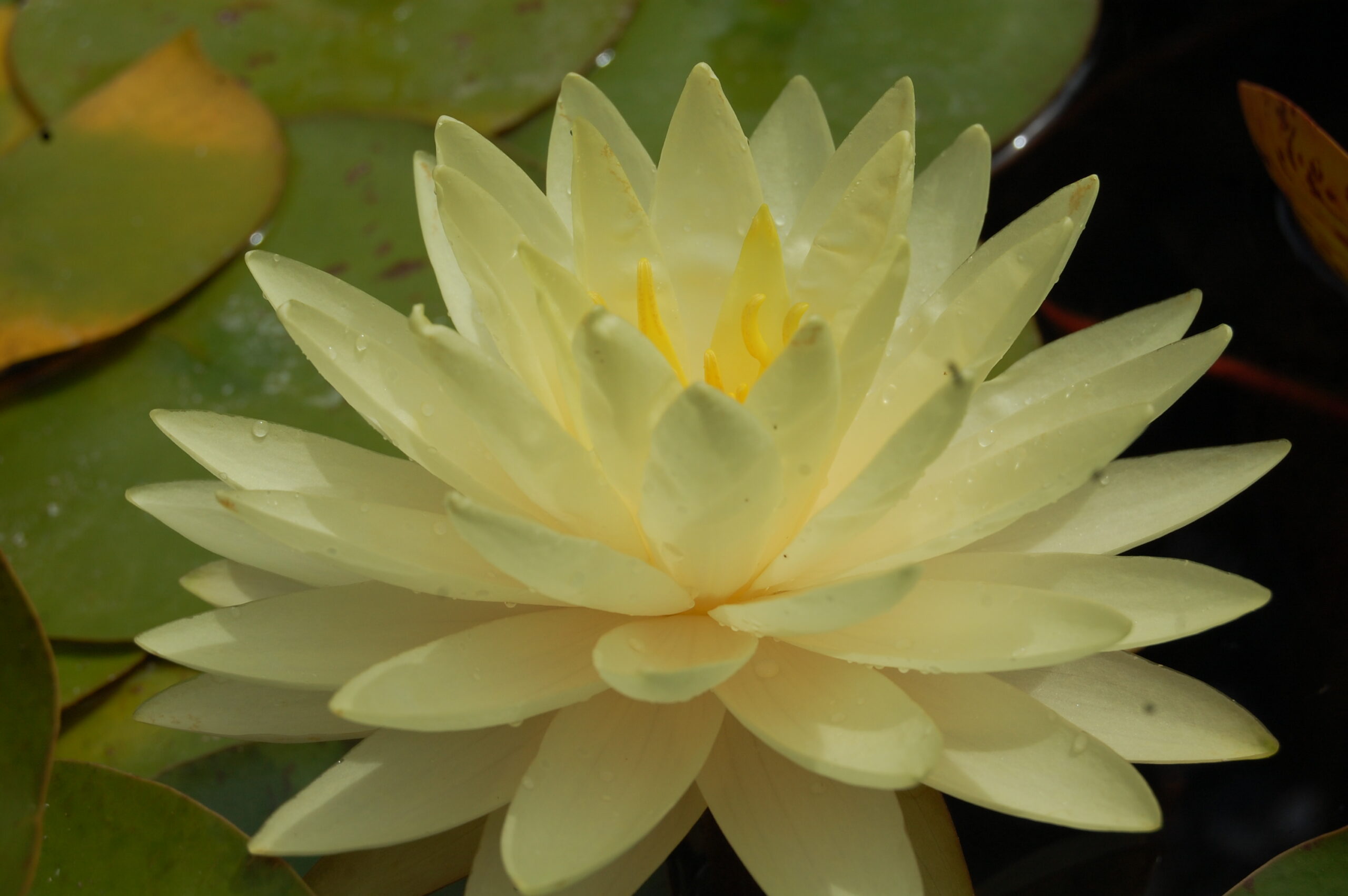 acheter nymphaea Perry's Double Yellow for sale buy on line (13)