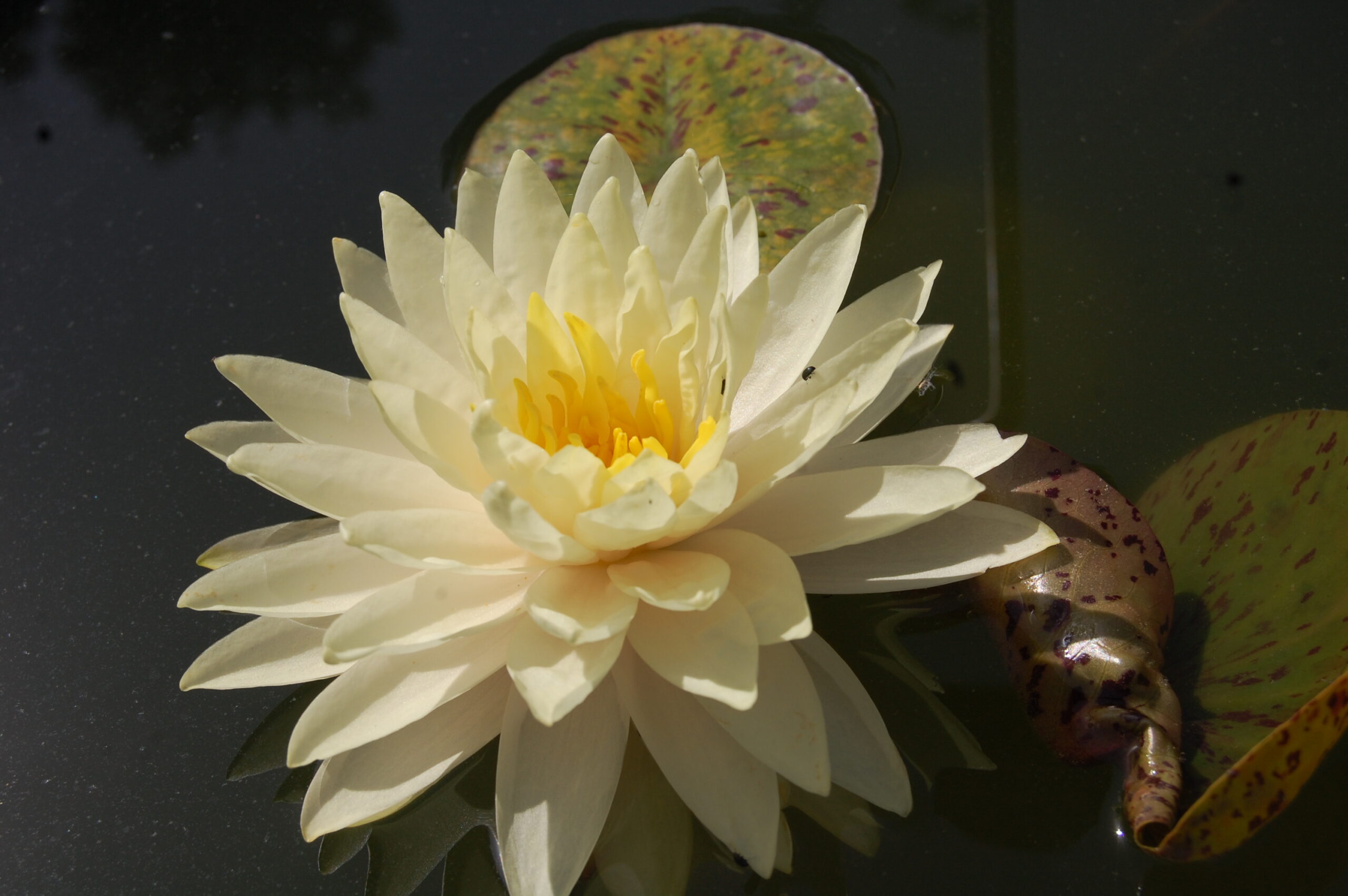 acheter nymphaea Perry's Double Yellow for sale buy on line (15)