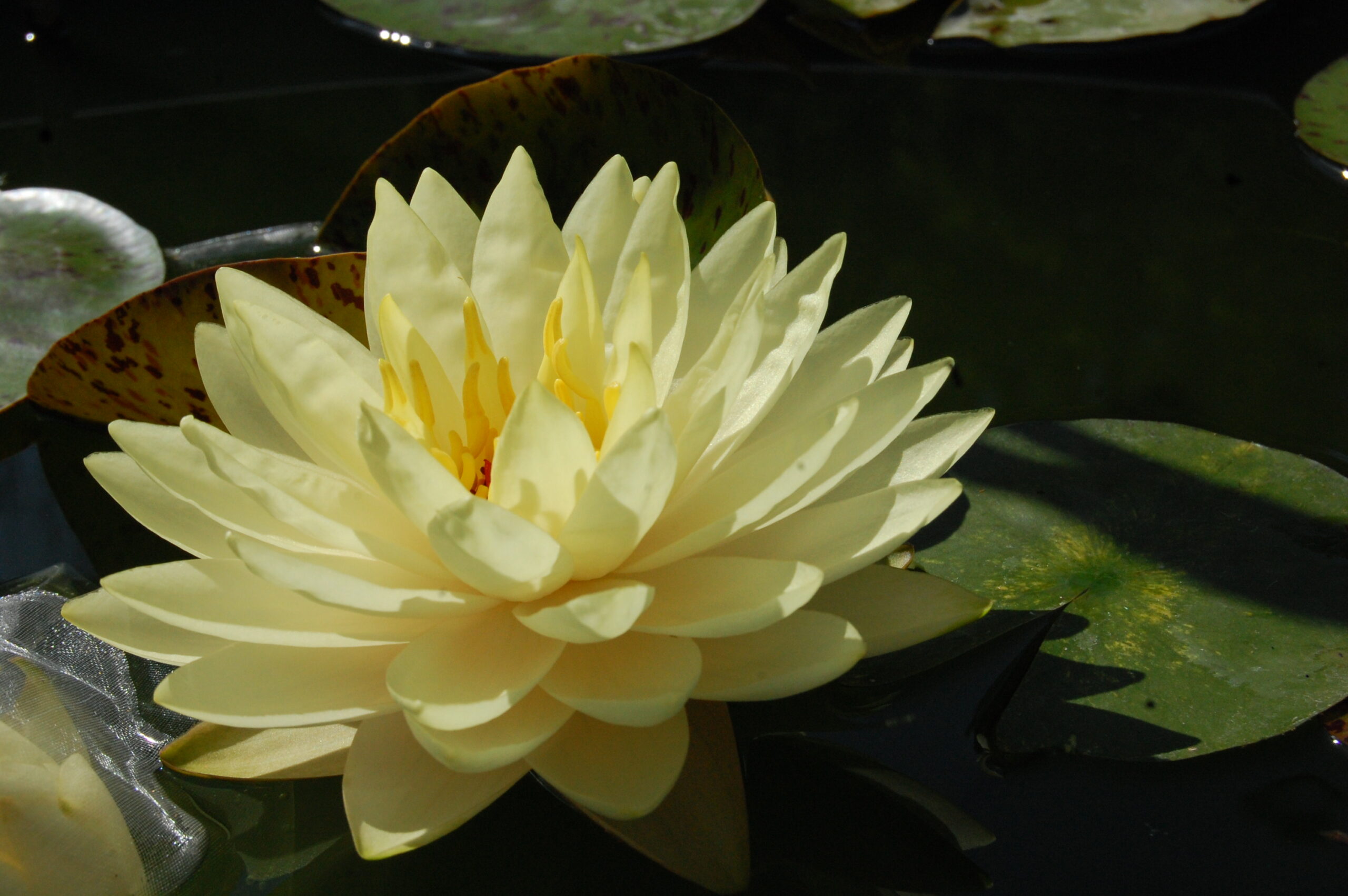 acheter nymphaea Perry's Double Yellow for sale buy on line (16)