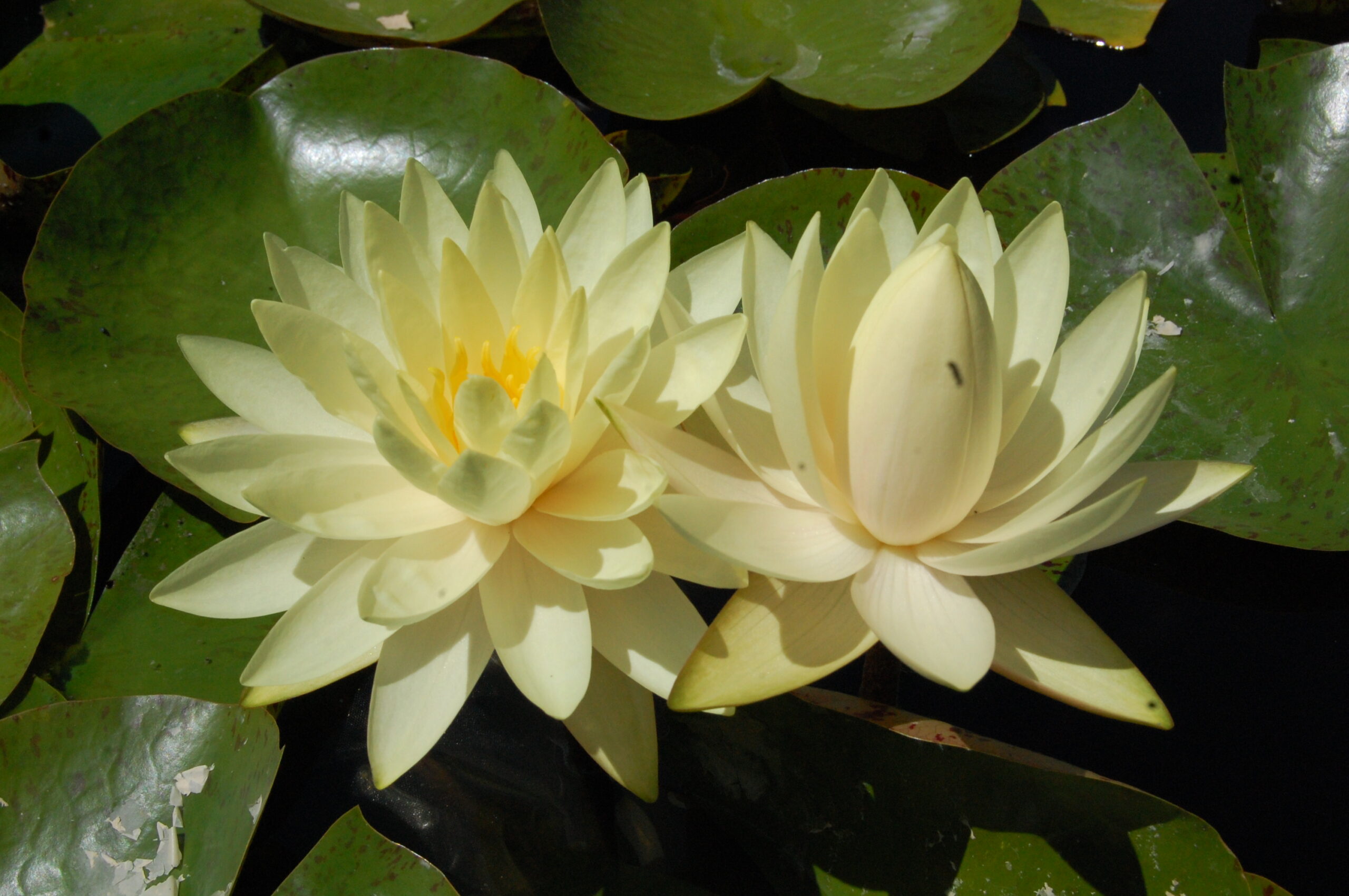 acheter nymphaea Perry's Double Yellow for sale buy on line (18)