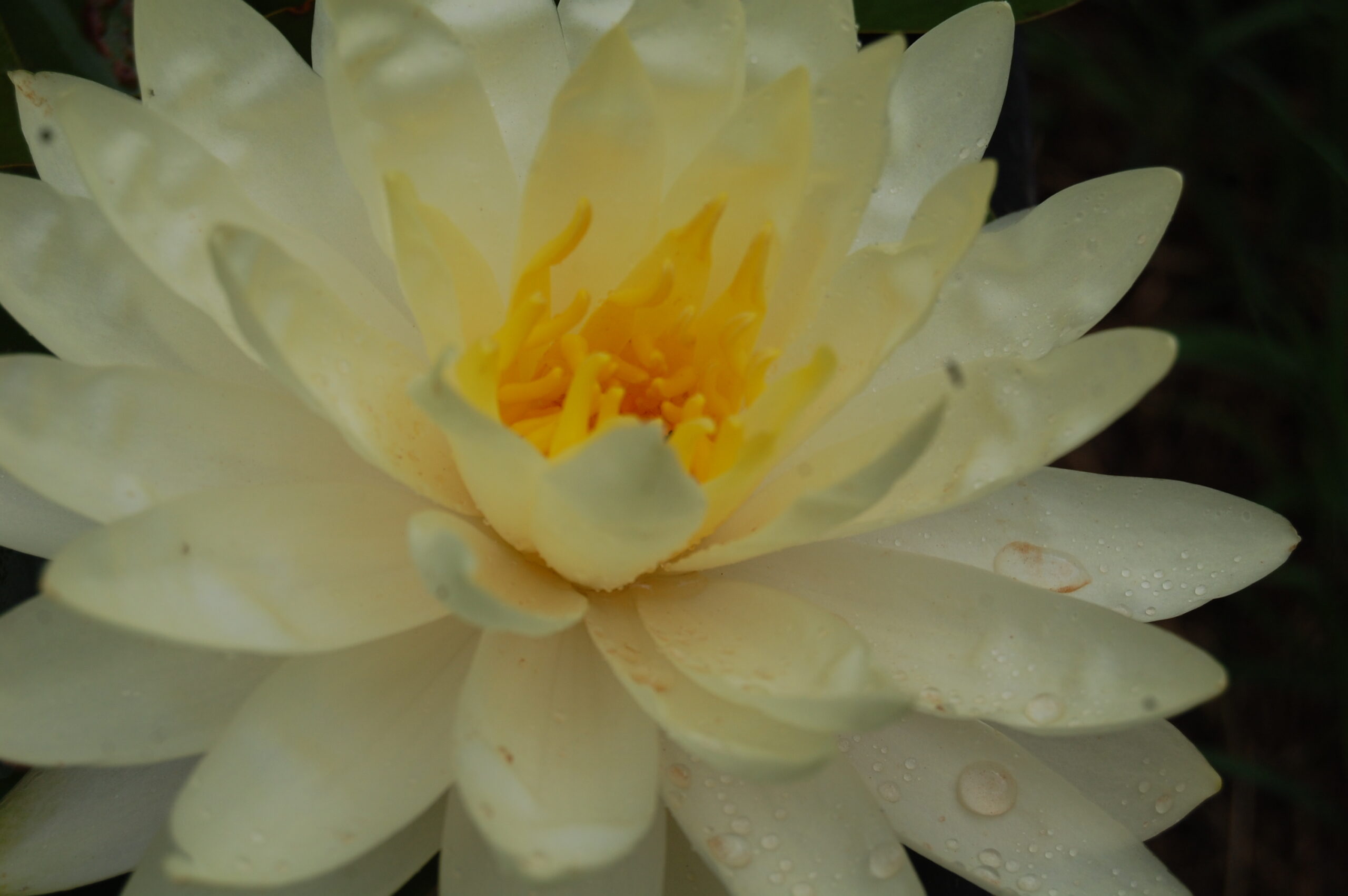 acheter nymphaea Perry's Double Yellow for sale buy on line (22)