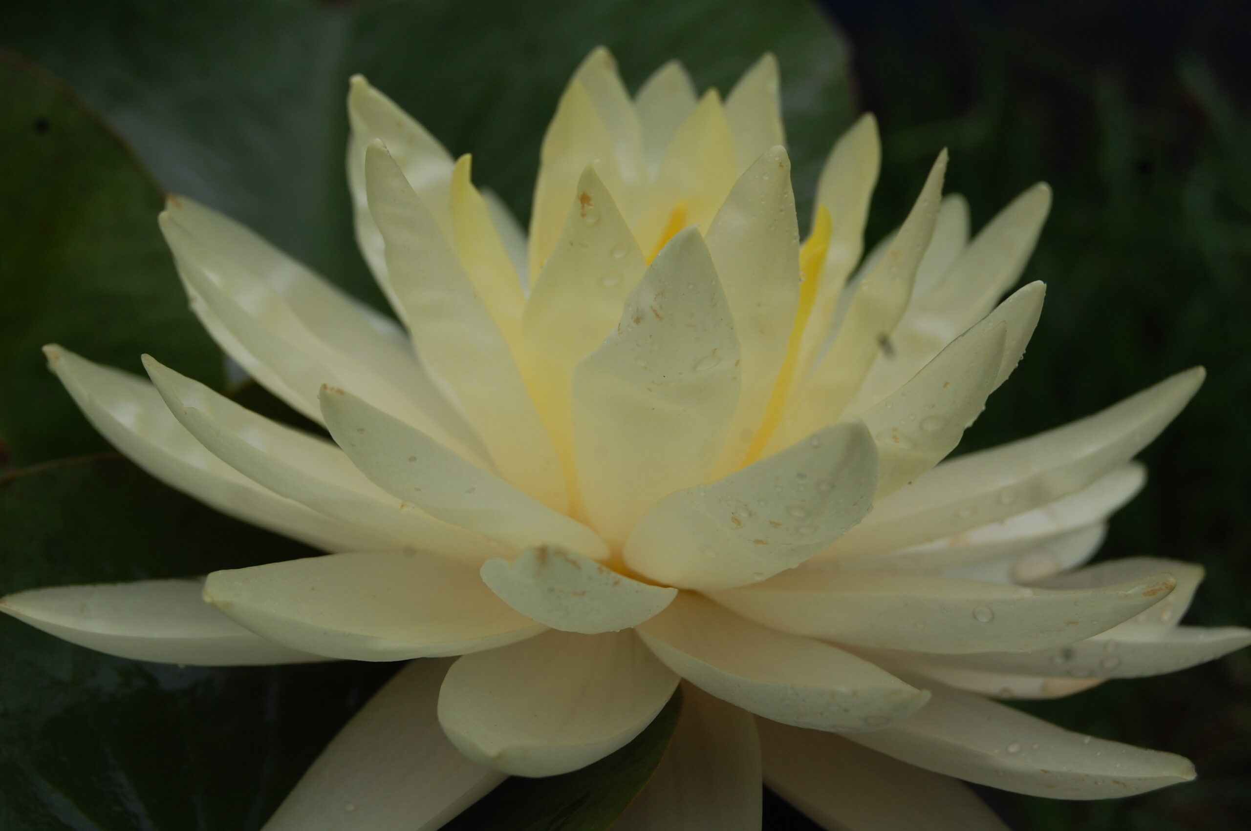 acheter nymphaea Perry's Double Yellow for sale buy on line (24)