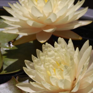 acheter nymphaea Perry's Double Yellow for sale buy on line (32)