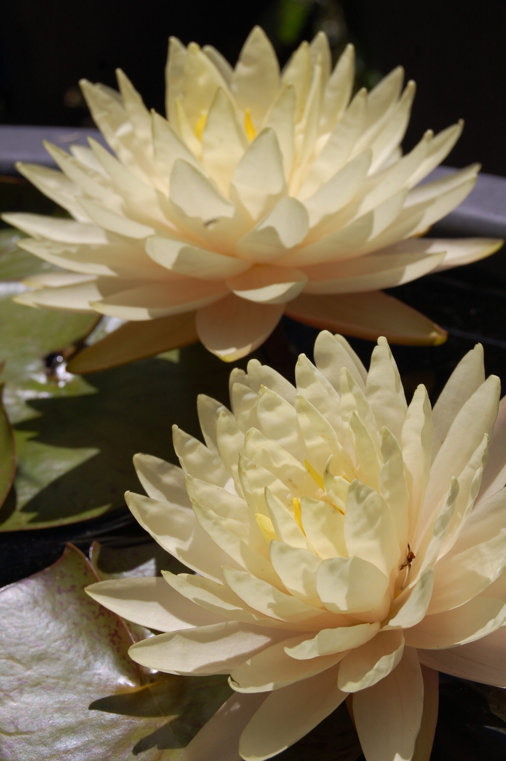 acheter nymphaea Perry's Double Yellow for sale buy on line (32)