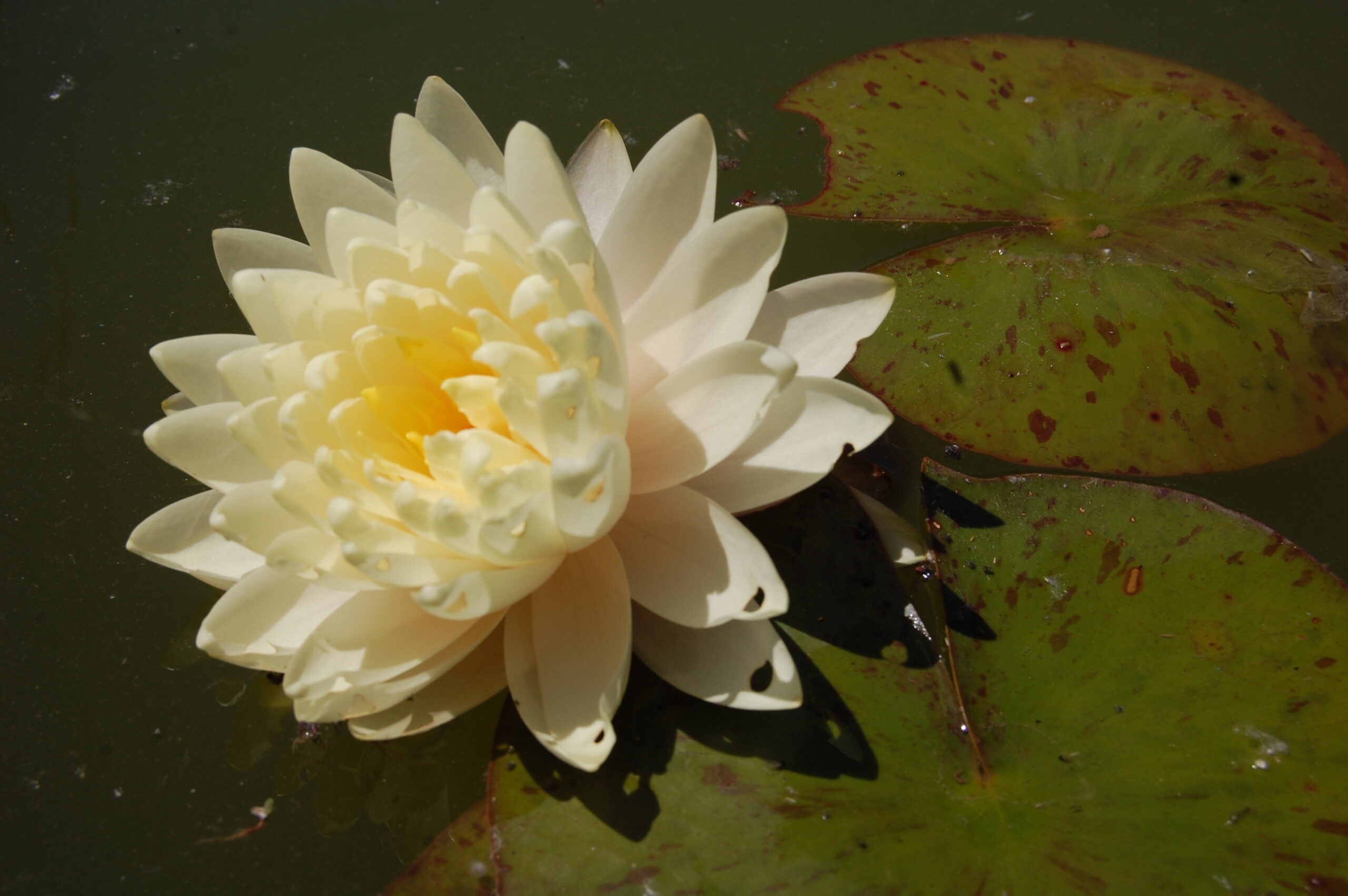 acheter nymphaea Perry's Double Yellow for sale buy on line (34)