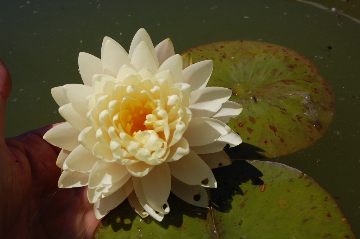 acheter nymphaea Perry's Double Yellow for sale buy on line (35)