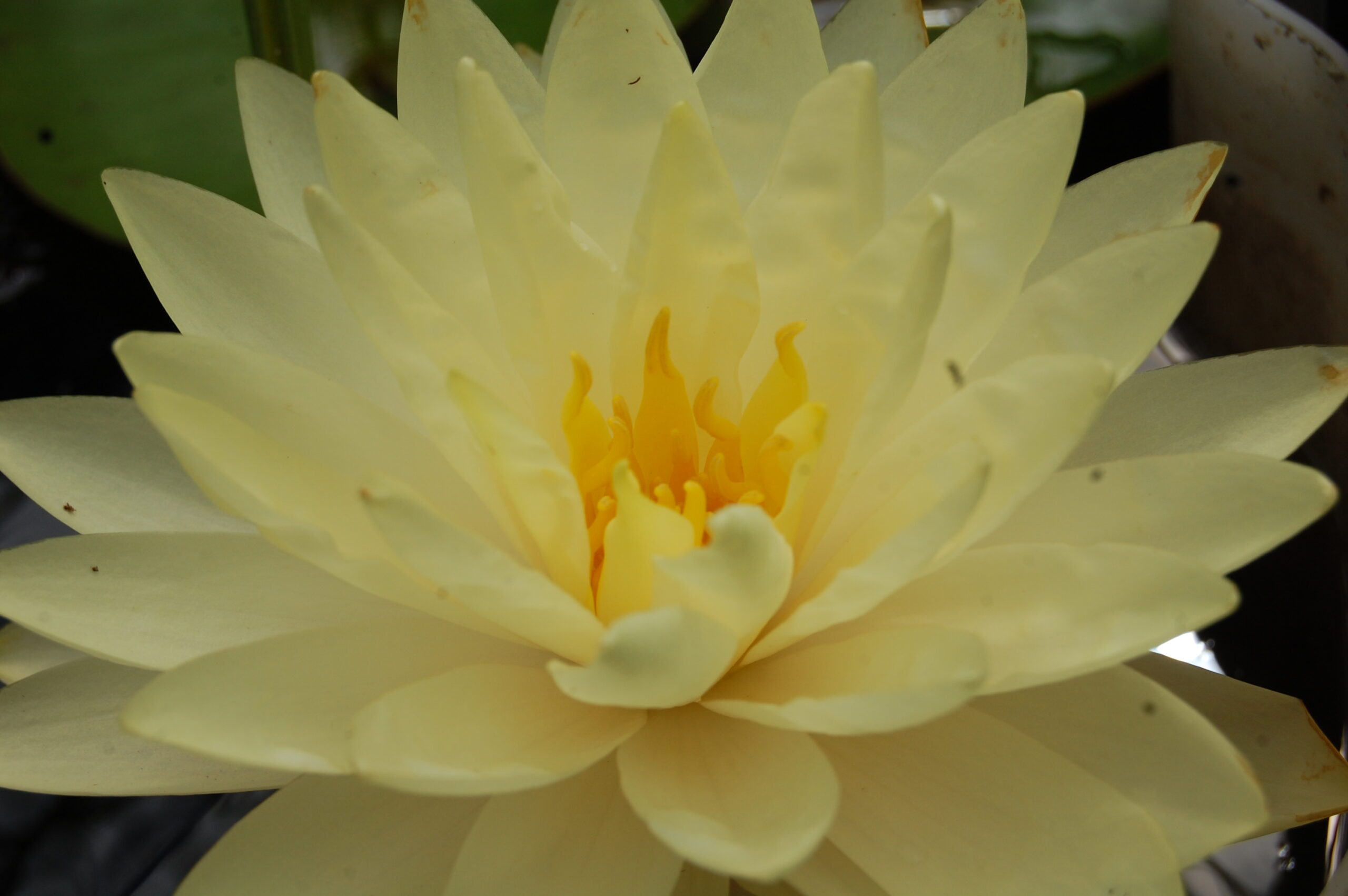 acheter nymphaea Perry's Double Yellow for sale buy on line (7)