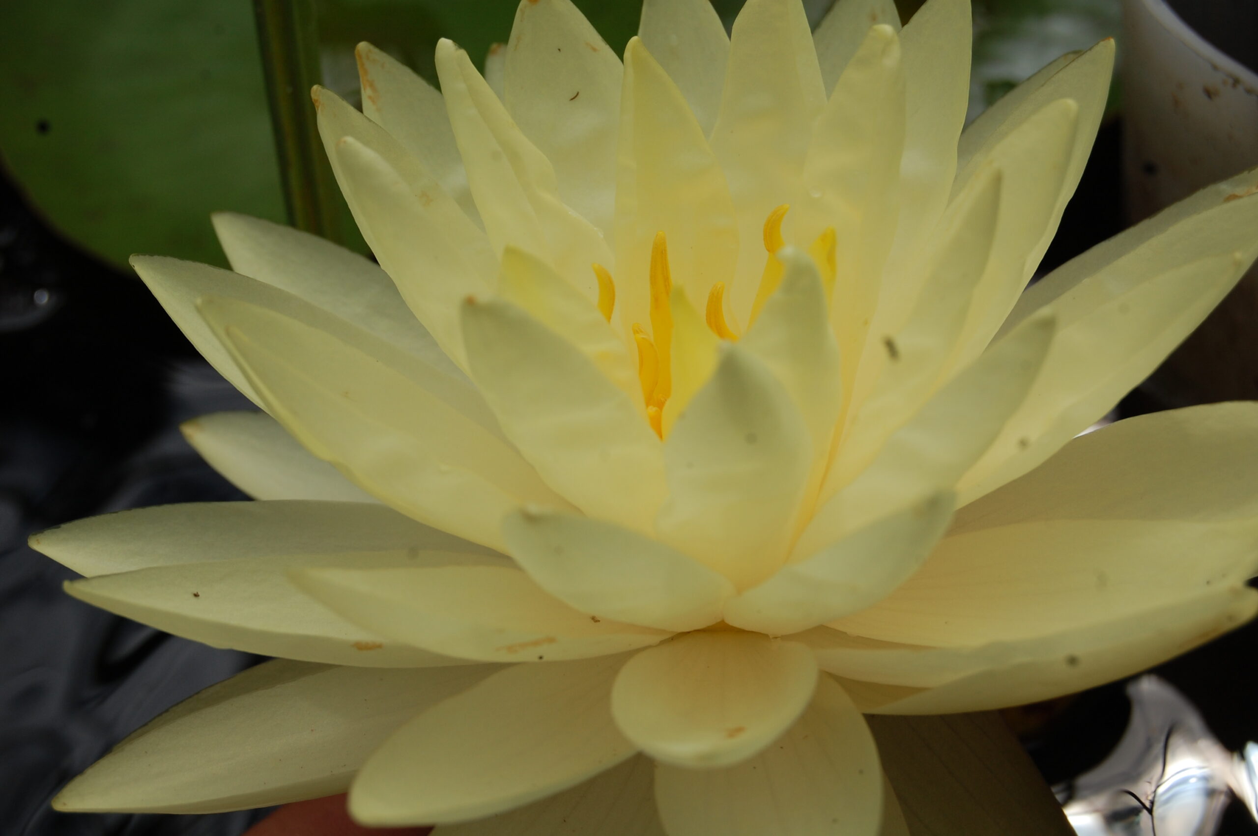 acheter nymphaea Perry's Double Yellow for sale buy on line (8)