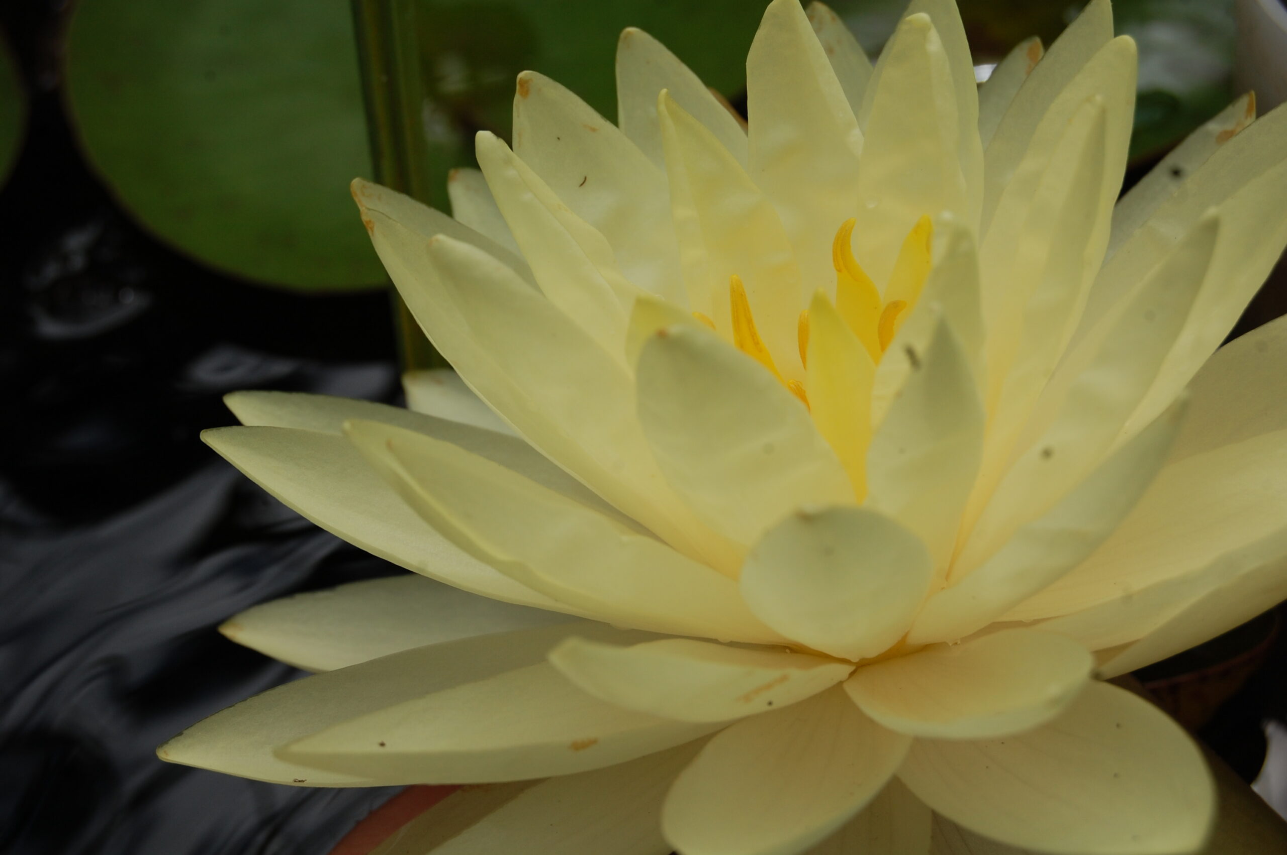 acheter nymphaea Perry's Double Yellow for sale buy on line (9)