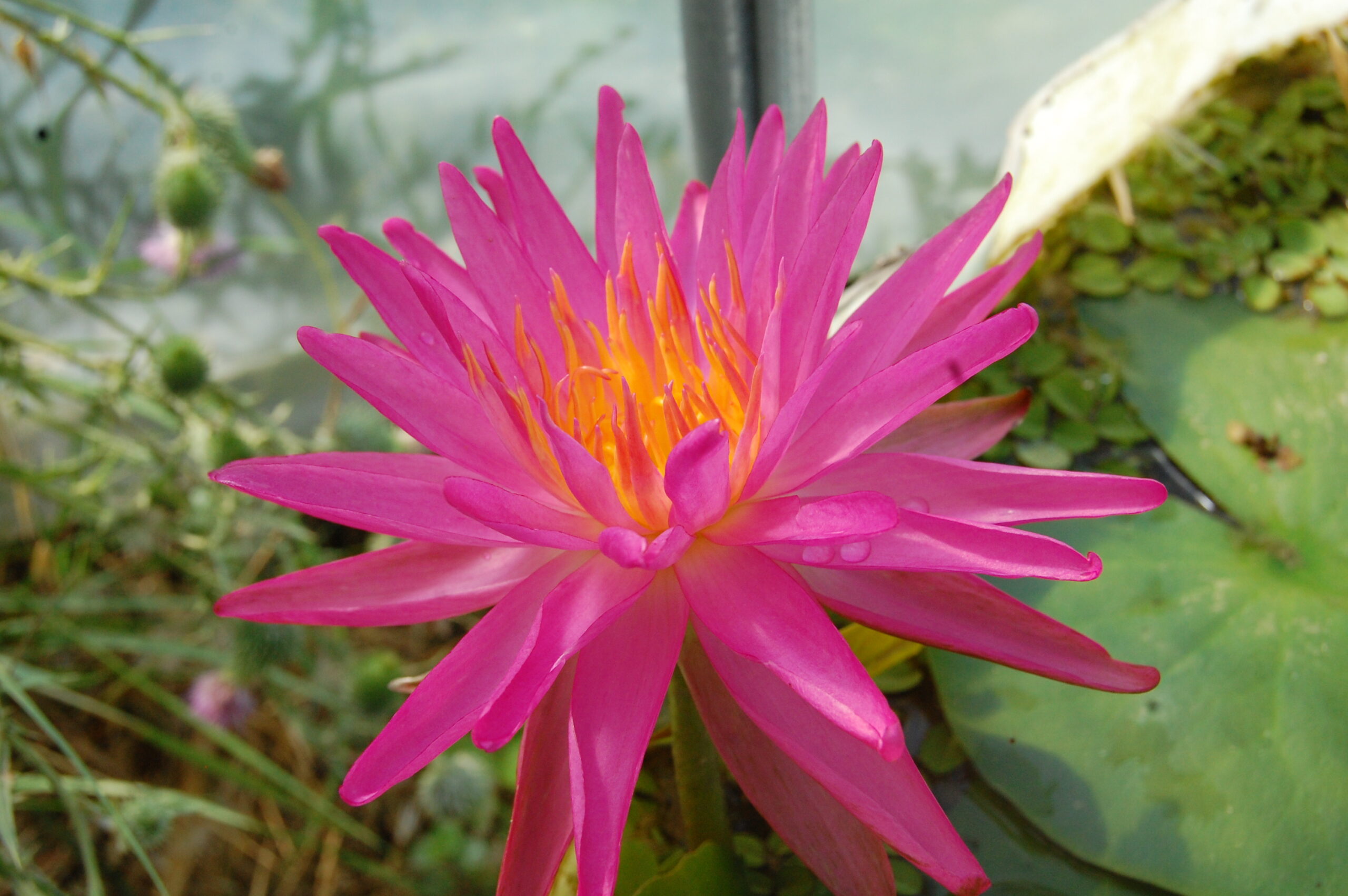 acheter nymphaea Pink Silk for sale buy on line (1)