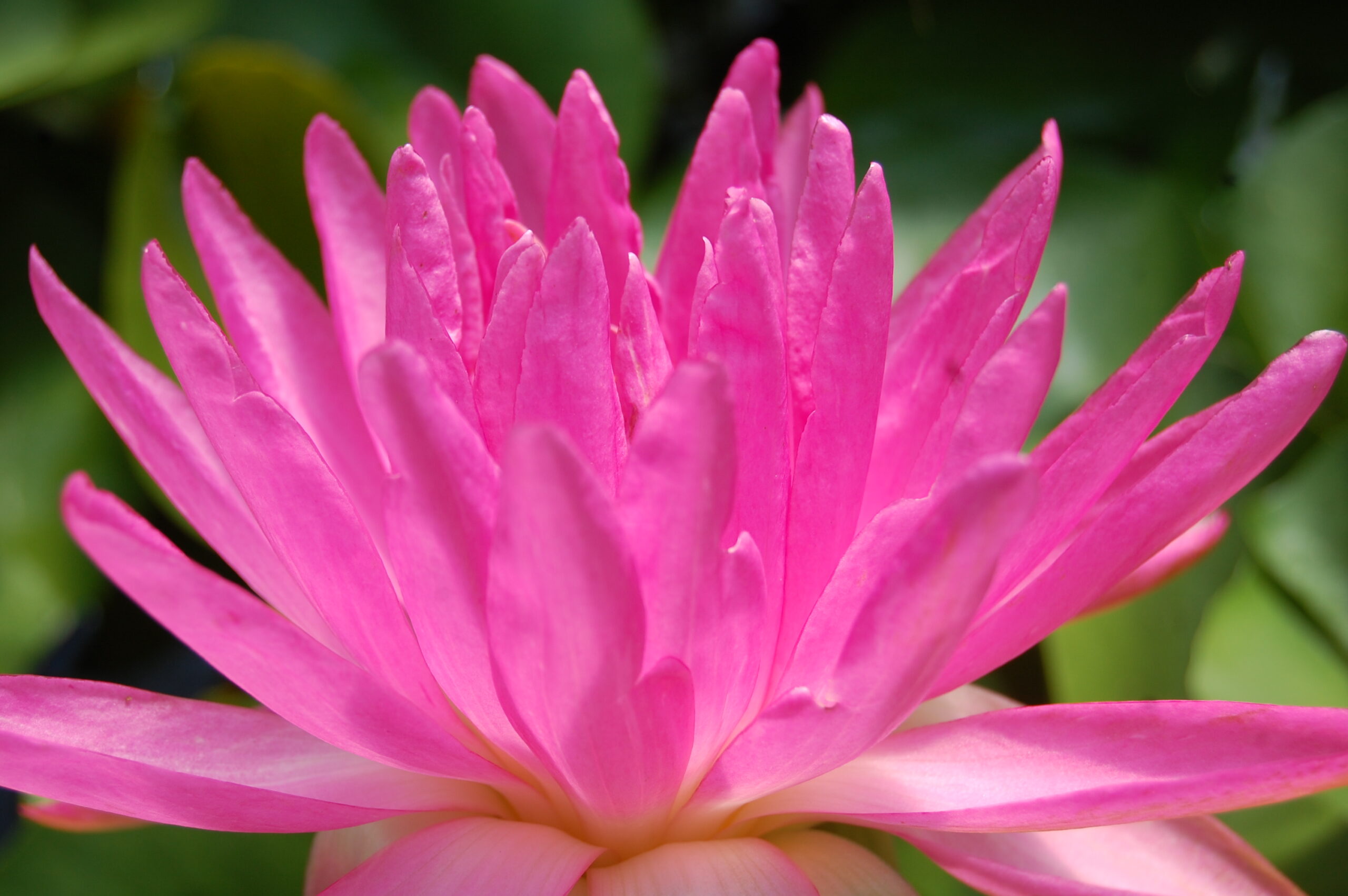 acheter nymphaea Pink Silk for sale buy on line (11)