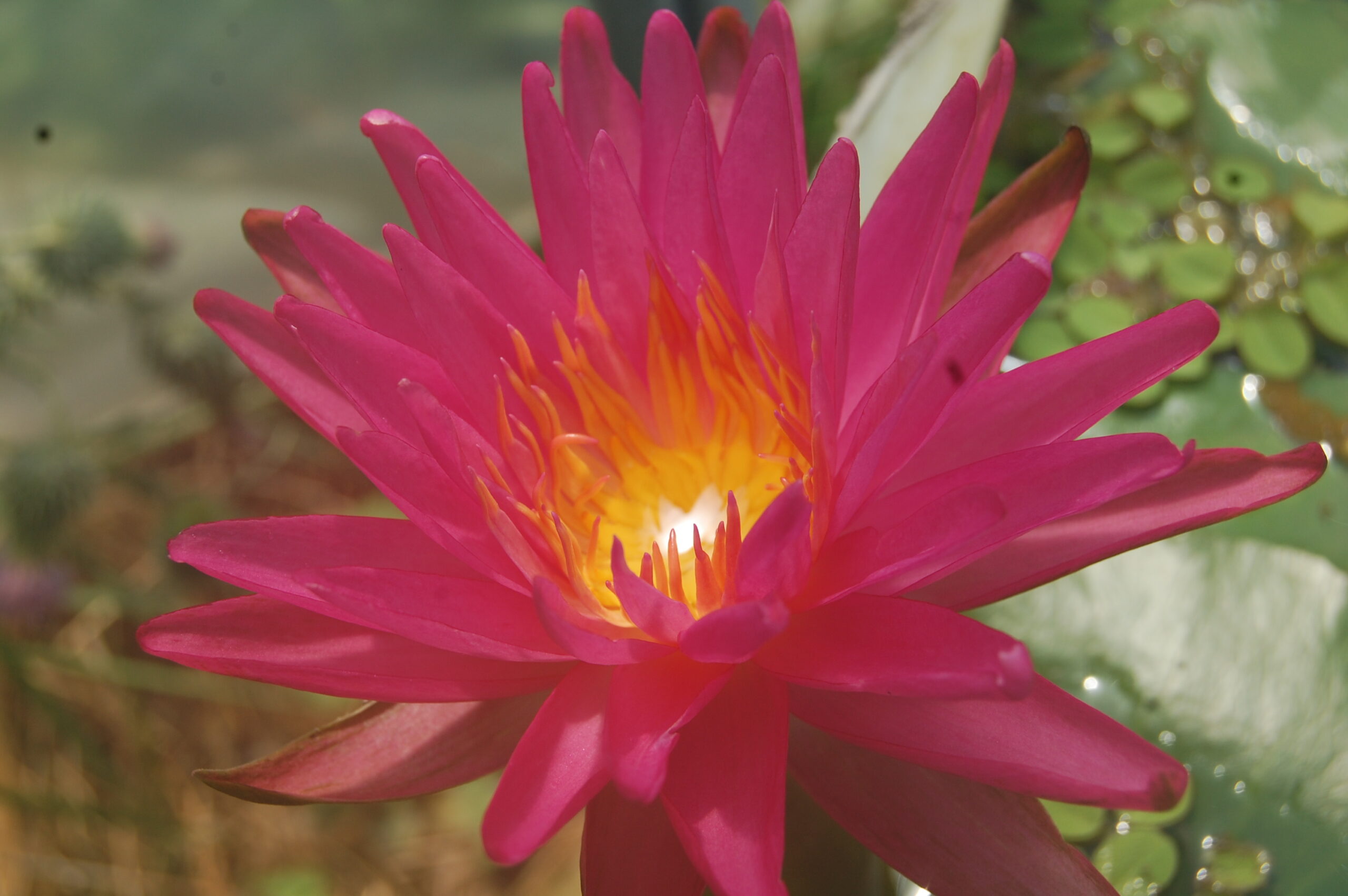 acheter nymphaea Pink Silk for sale buy on line (13)