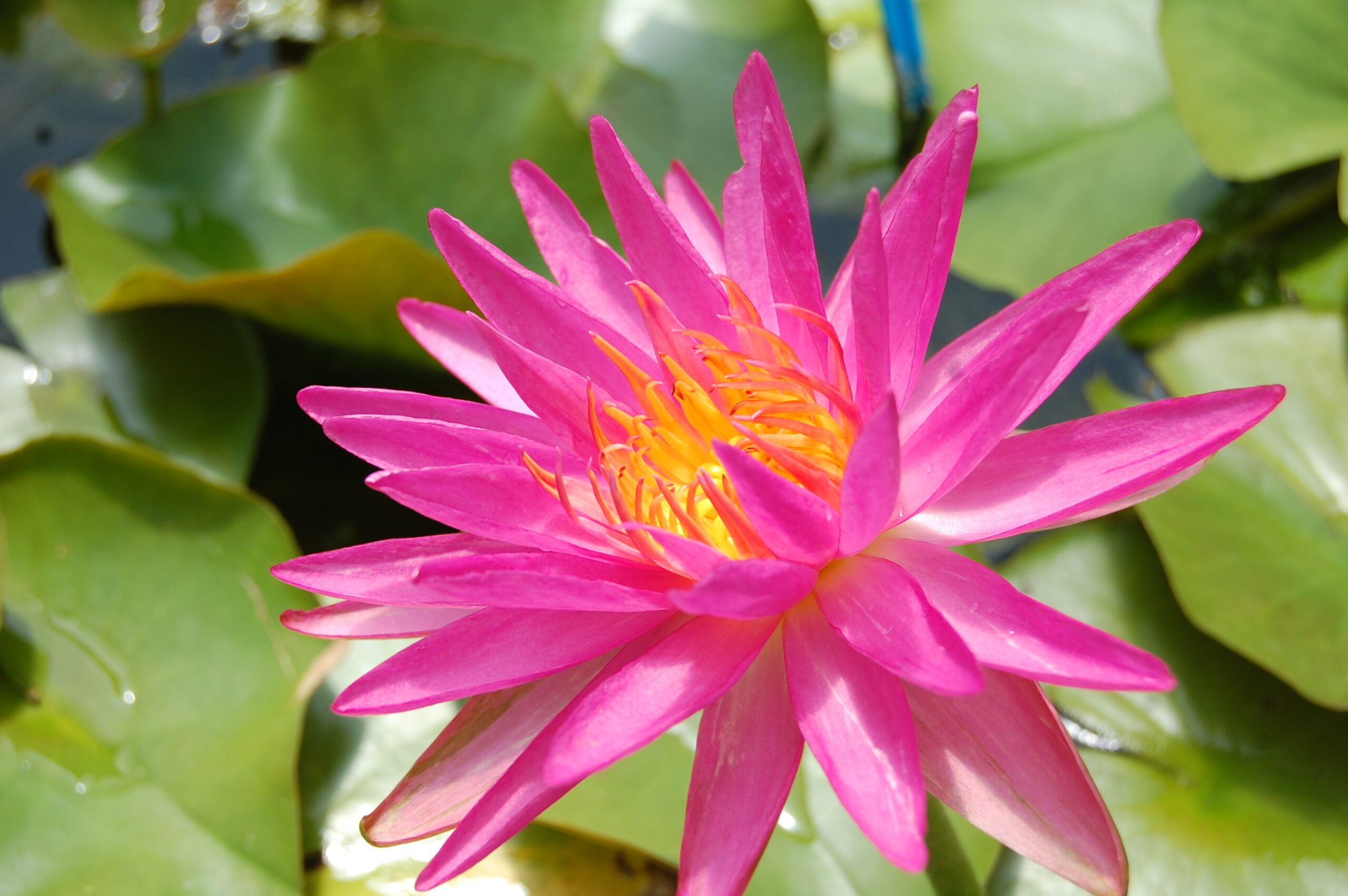 acheter nymphaea Pink Silk for sale buy on line (2)