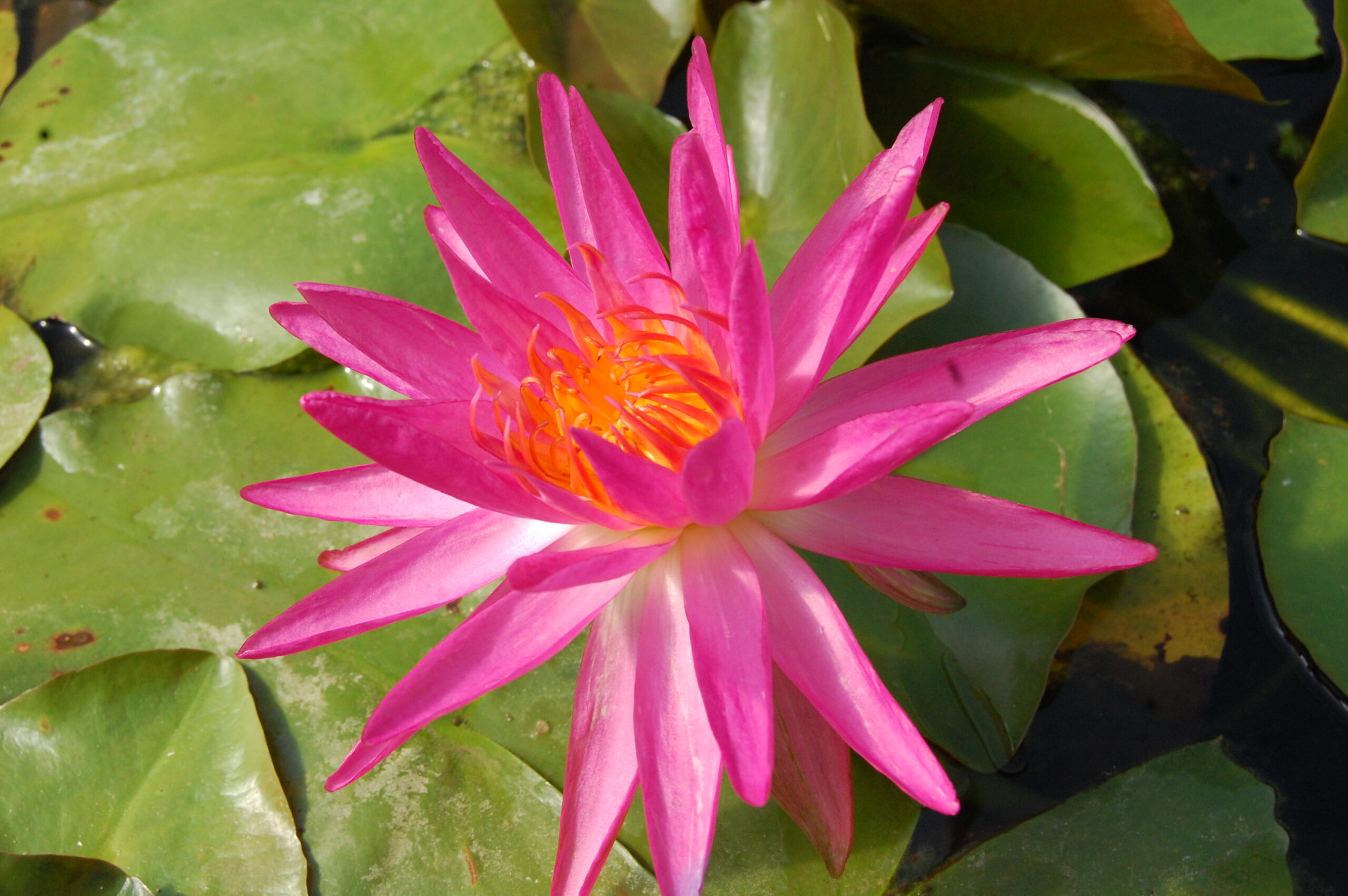 acheter nymphaea Pink Silk for sale buy on line (3)