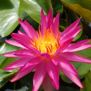 acheter nymphaea Pink Silk for sale buy on line (5)