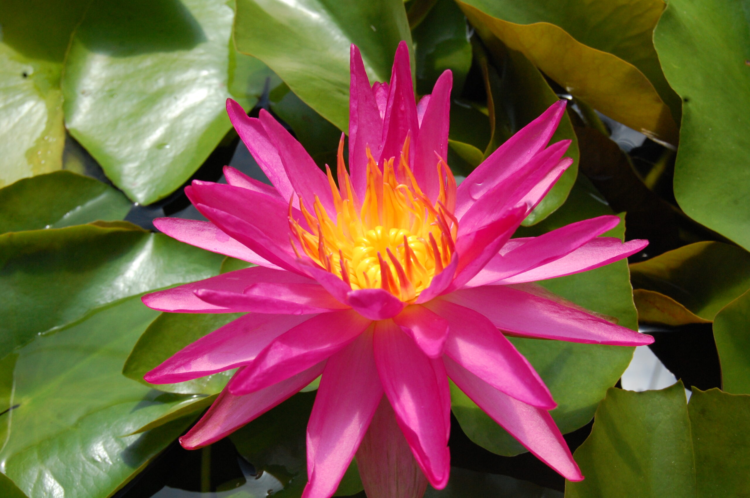acheter nymphaea Pink Silk for sale buy on line (5)